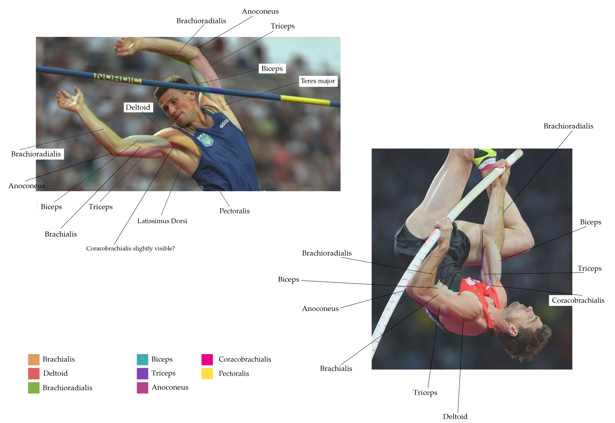 Borisova_Ekaterina_VEED3400_Antomy_Week8_Drawwover_a.png