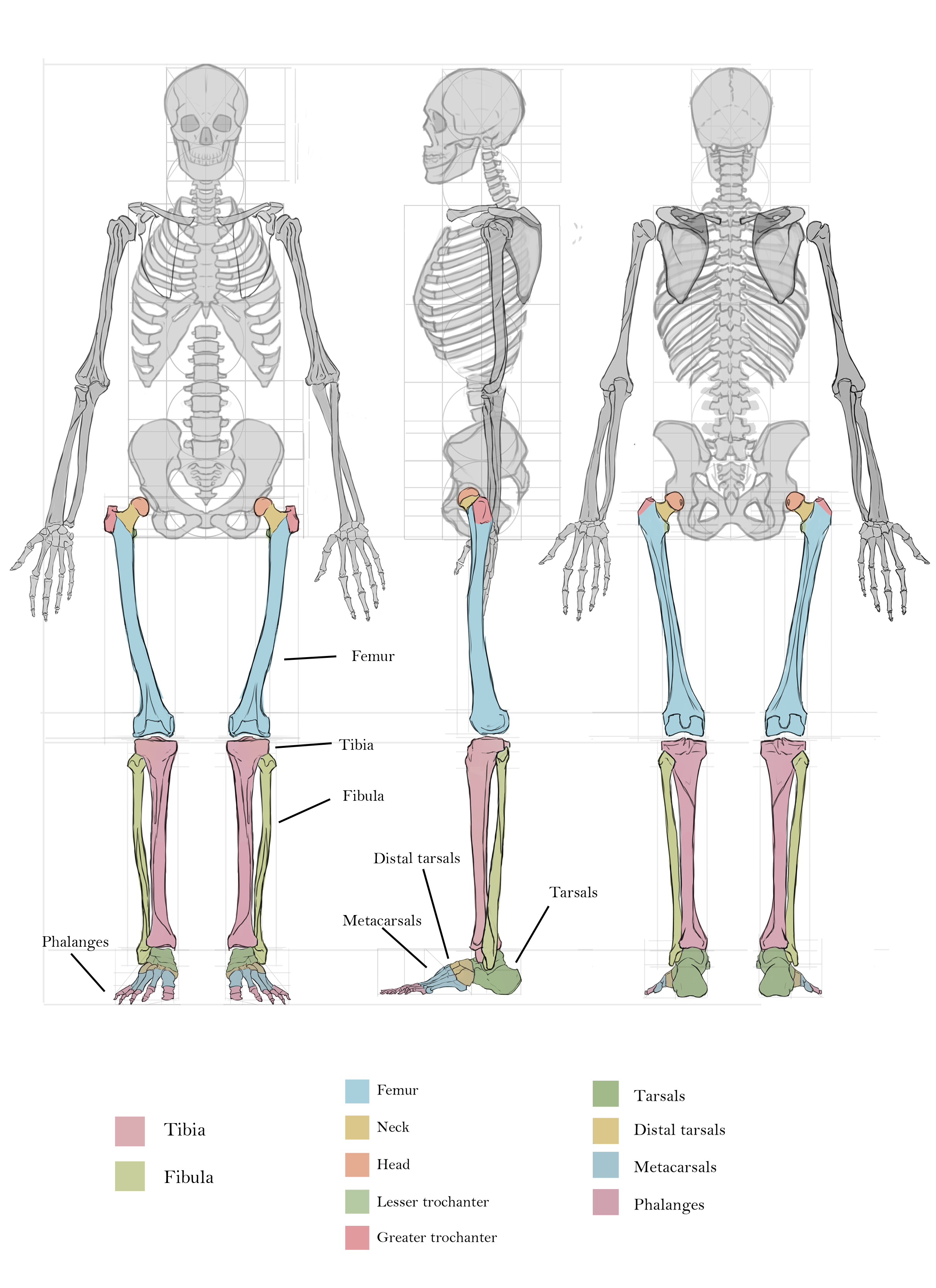 Borisova_Ekaterina_VEED3400_Anatomy_Week4_a.1.png