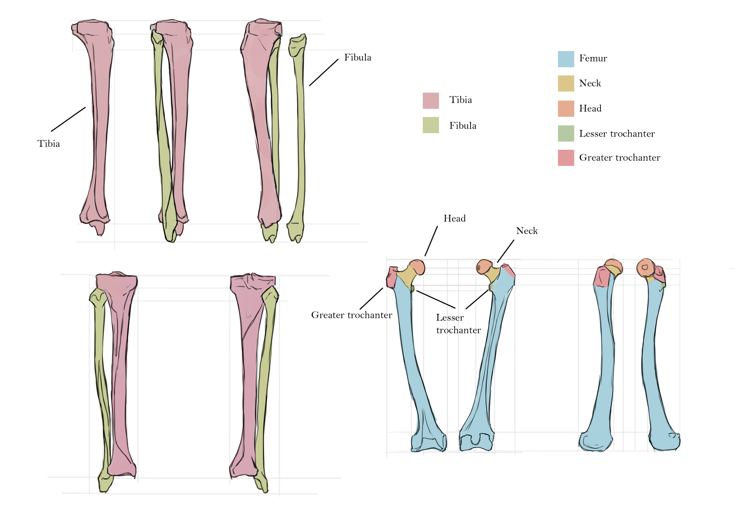 Borisova_Ekaterina_VEED3400_Anatomy_Week4_c.png