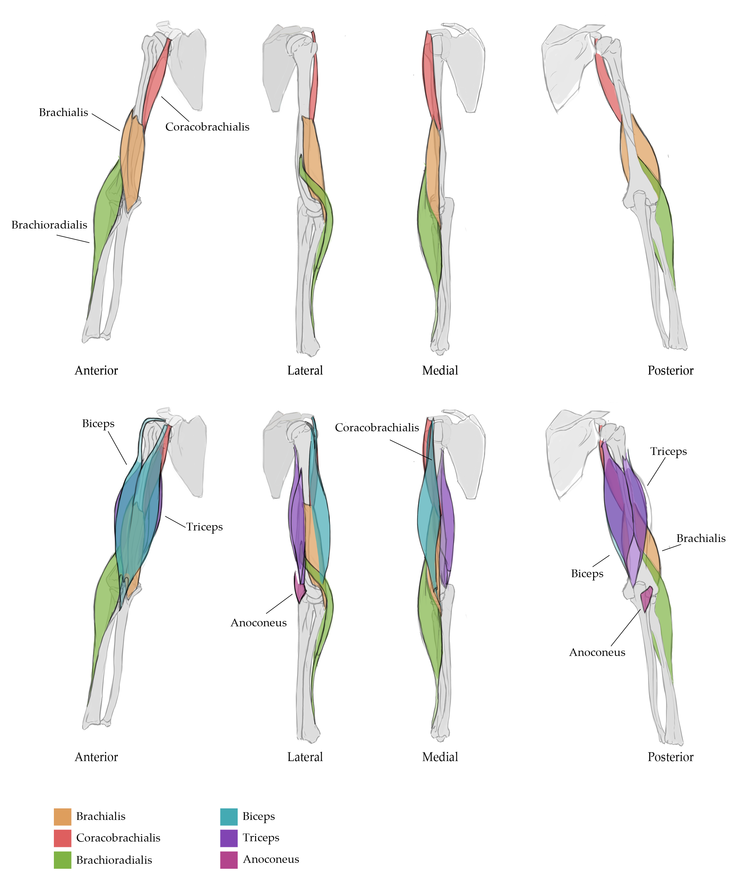 Borisova_Ekaterina_VEED3400_Anatomy_Week8_a.png