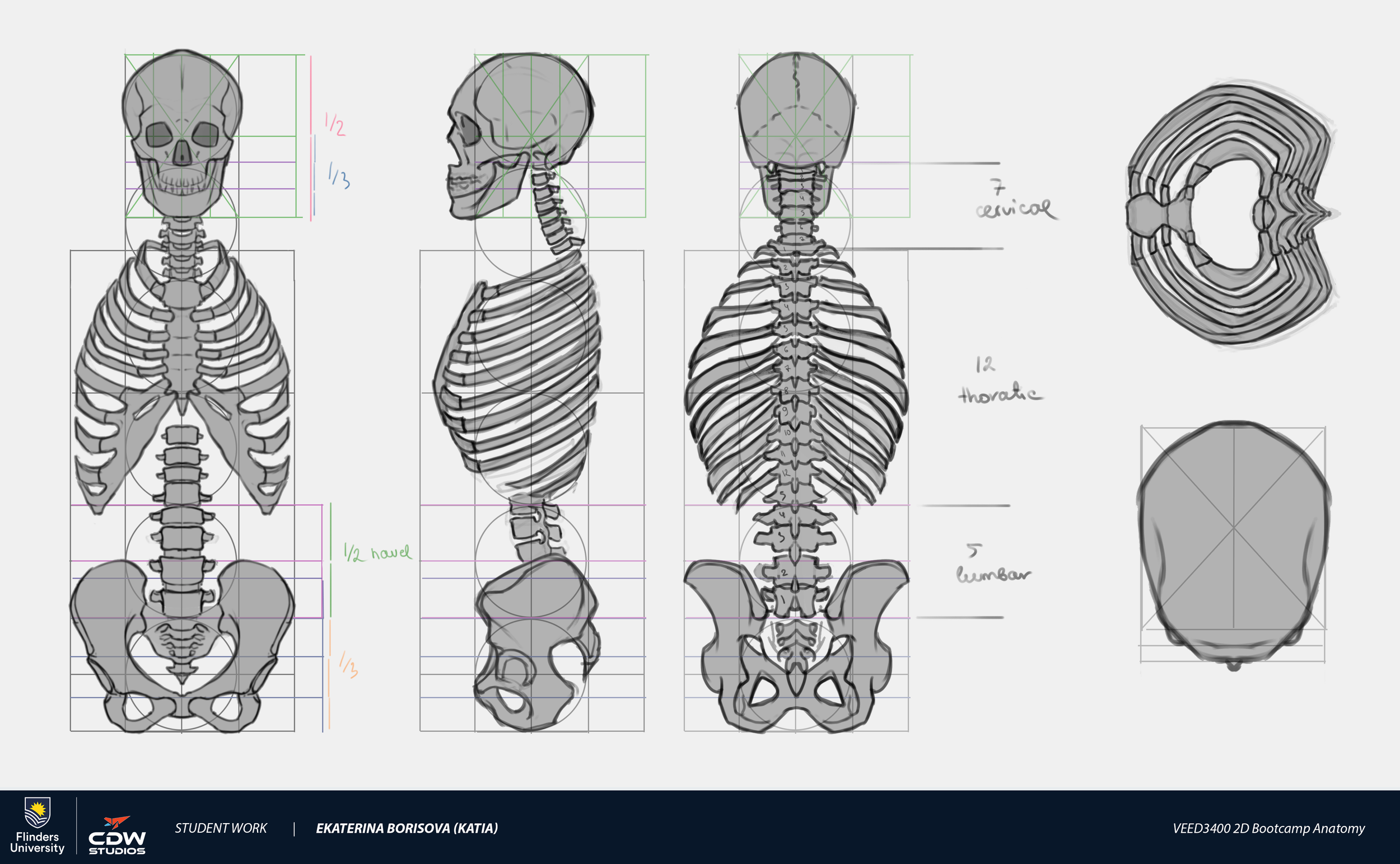 Borisova_Ekaterina_VEED3400_2DBootcamp_Anatomy_Week2.png