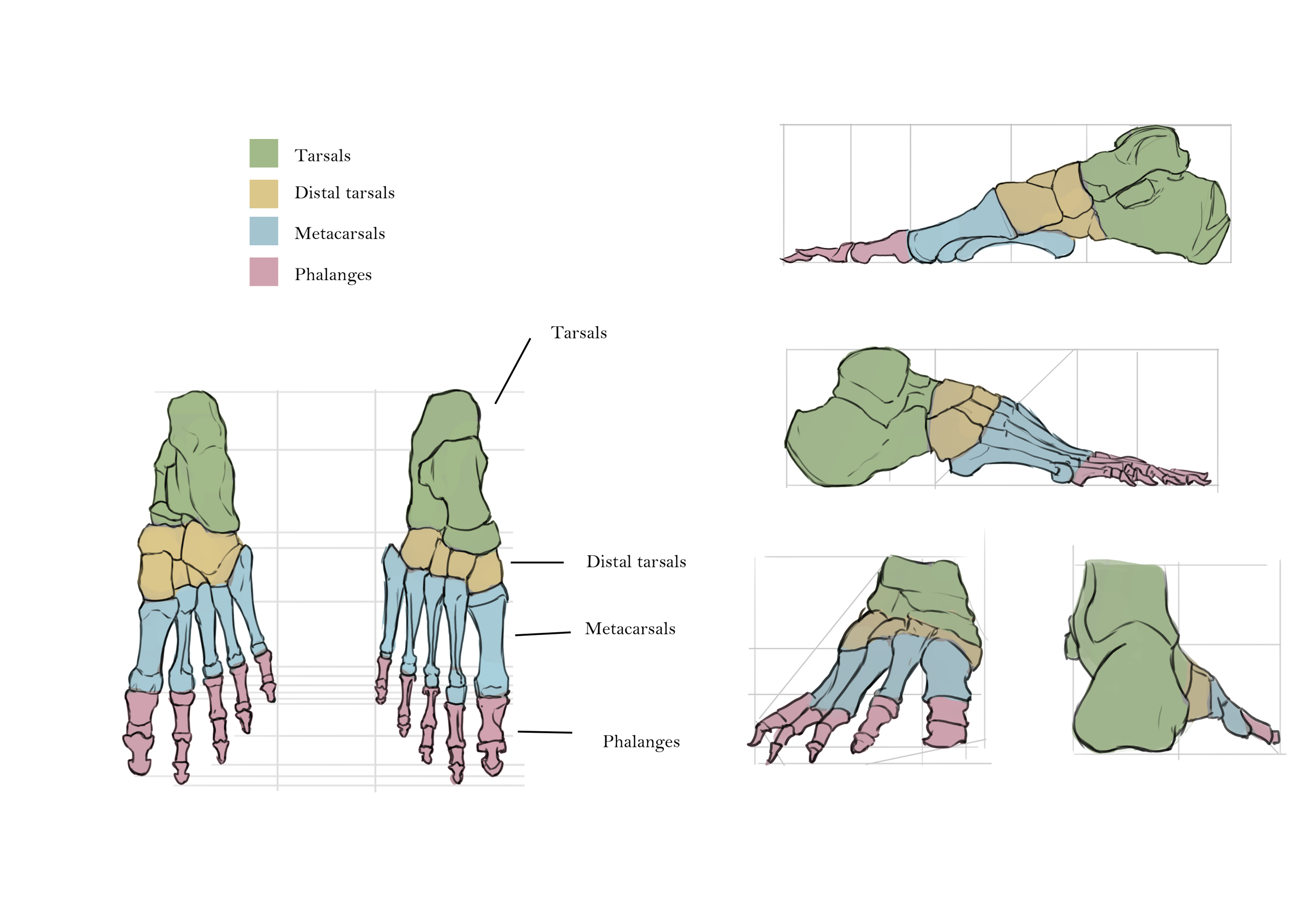 Borisova_Ekaterina_VEED3400_Anatomy_Week4_b.png