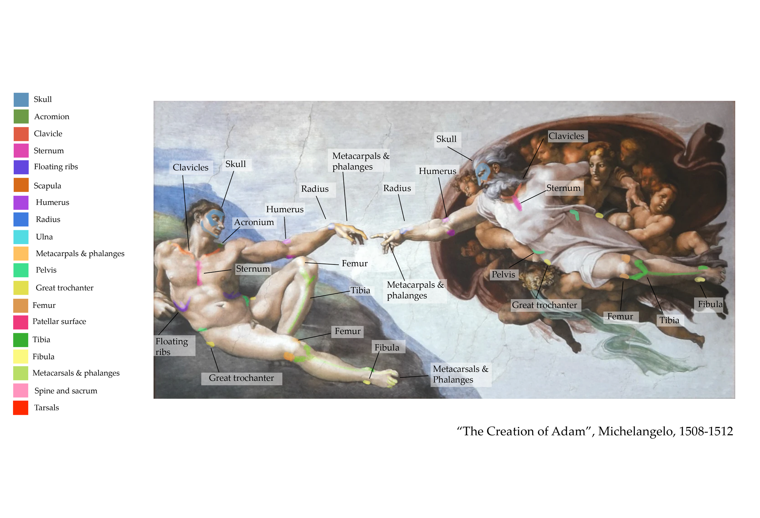 Borisova_Ekaterina_VEED3400_Anatomy_Week5_e.png