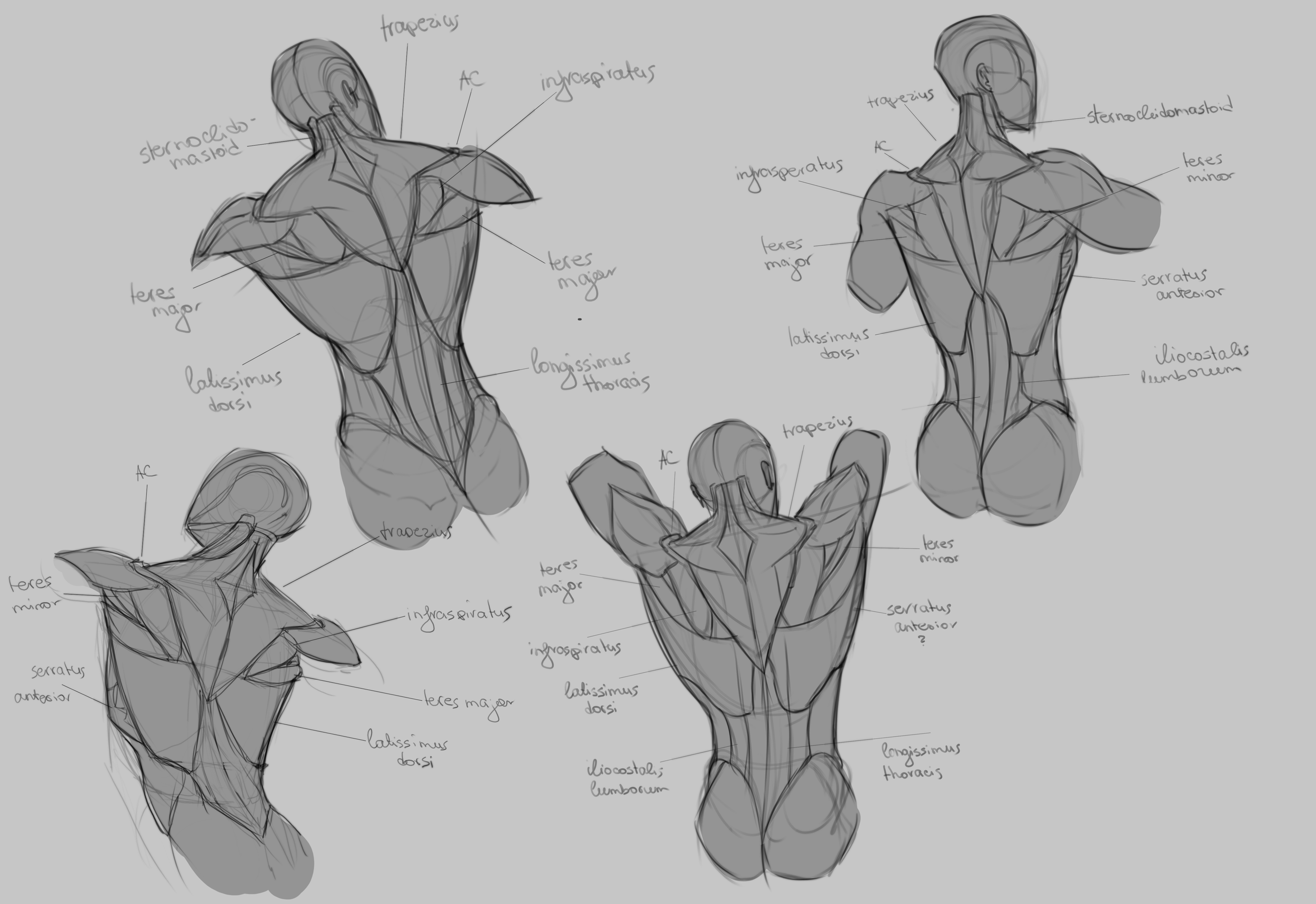 Practice back.png