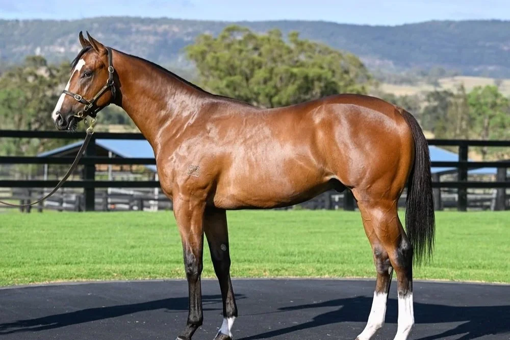 A brown racehorse with black mane and tail standing on a track, with a black fence and trees in the background.