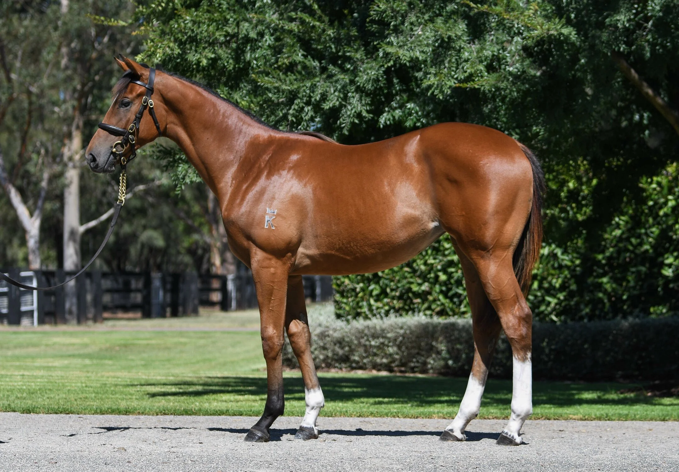 A brown horse standing on a gravel path with green trees and bushes in the background