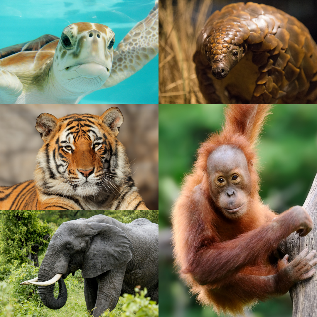 Malaysia's Endangered Animals: Why They Need Our Help