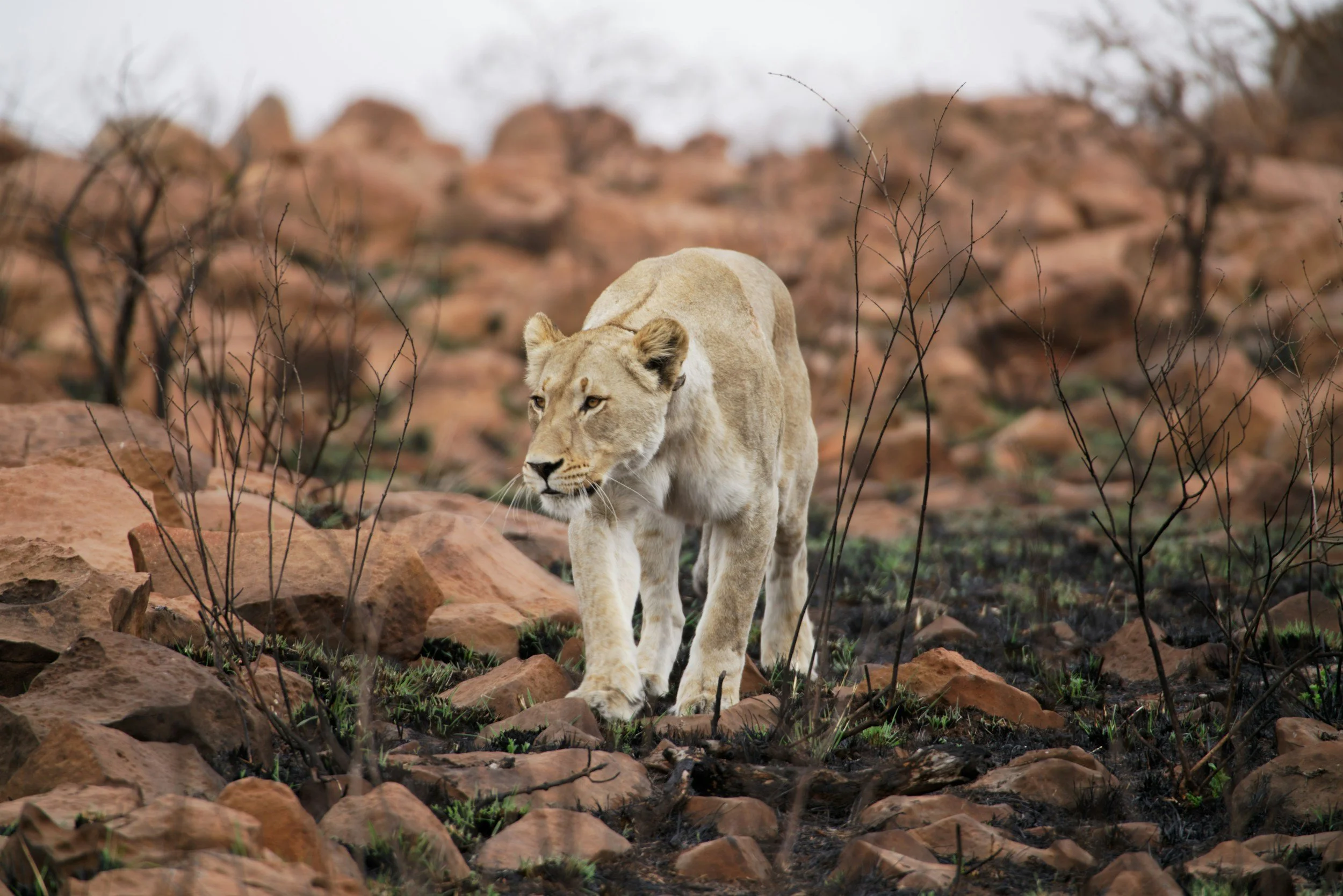 Lioness, Arise: It’s Time to Wake Up to Who You Are