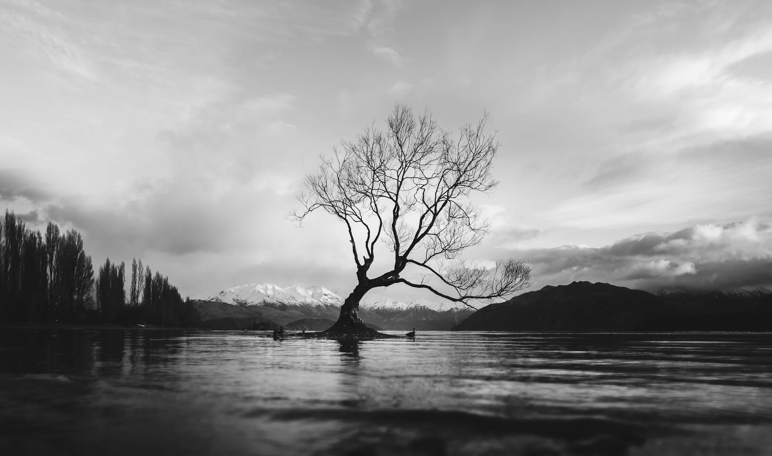 The Wound, the Tree and the Fruit