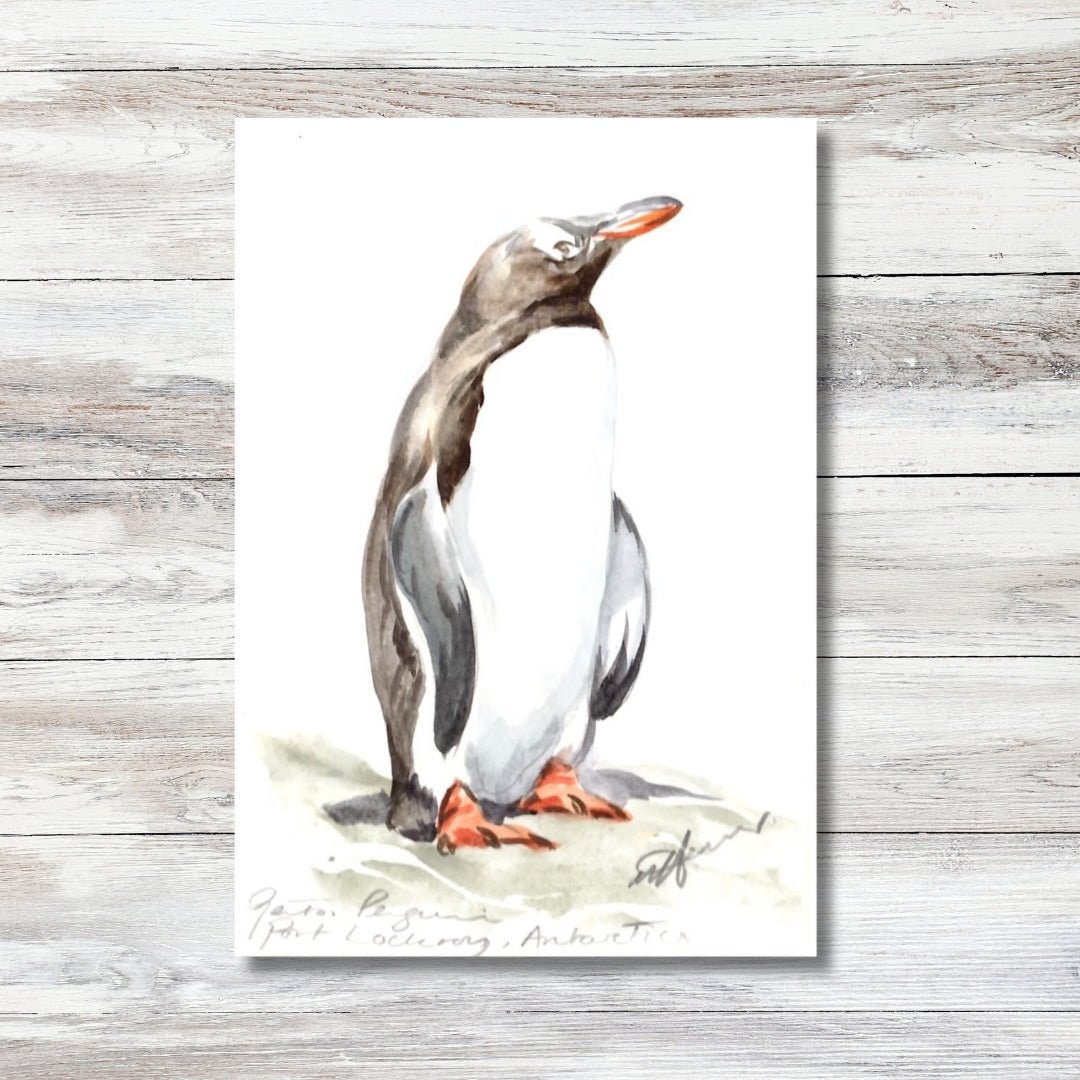 Gentoos first arrived at Port Lockroy in the 1980s and have been returning every year since to nest and raise their chicks. 

Our original watercolour of a gentoo penguin is hand-painted by Orkney-based artist Una Hurst. 

🛍️ Shop watercolours via t
