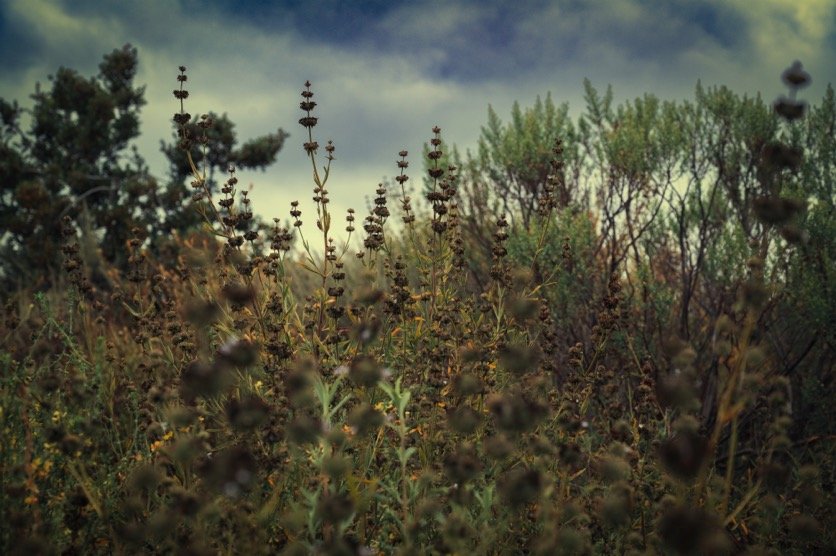 HYPERWEED — Jun 15 2023. Deer Ridge Open Space, Conejo Valley, California. Nikon Z7ii. Nikkor S 24-70mm F4 Z lens. 70mm, 1/80s, f/7.1, ISO 80. Color.