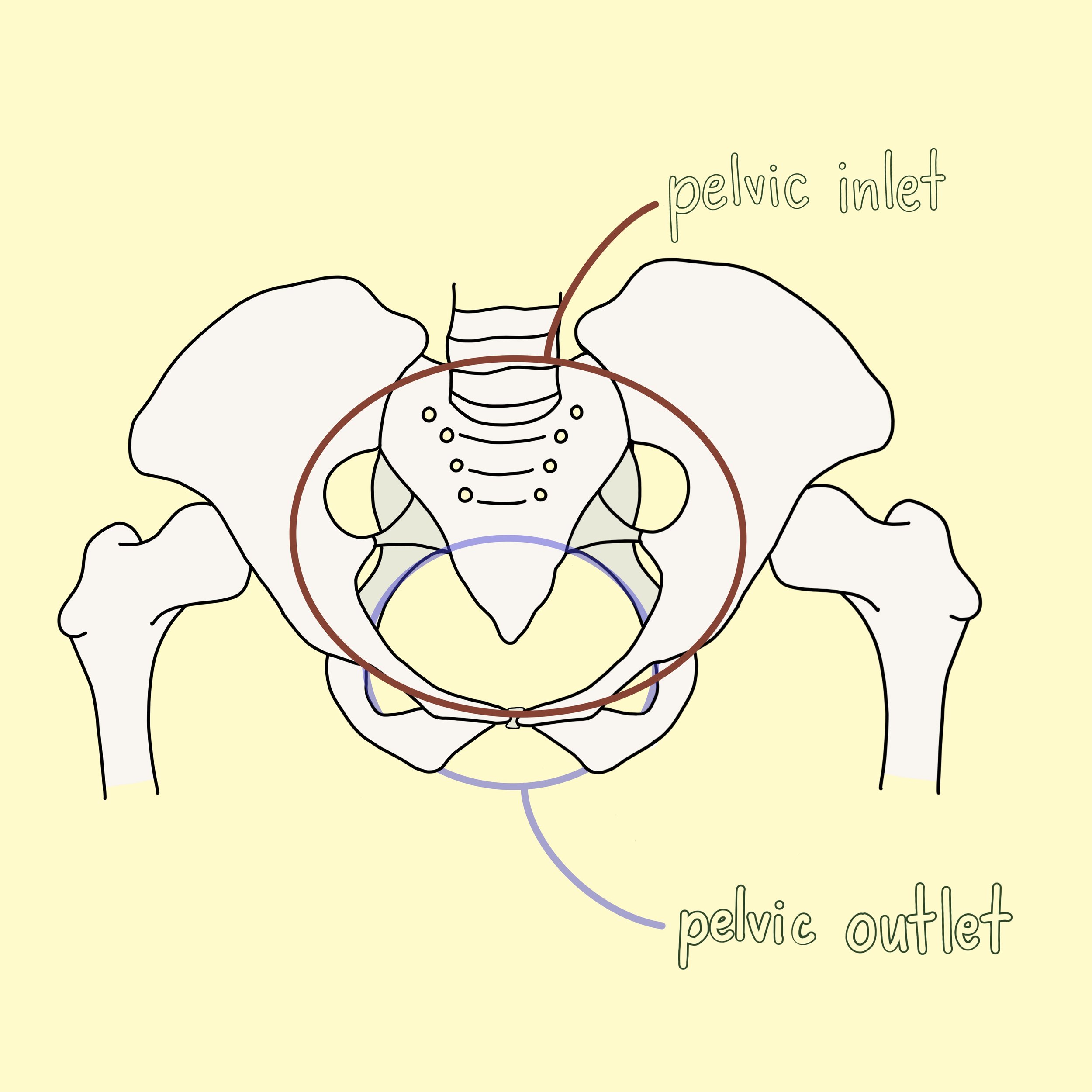 Pelvic_Girdle.JPG