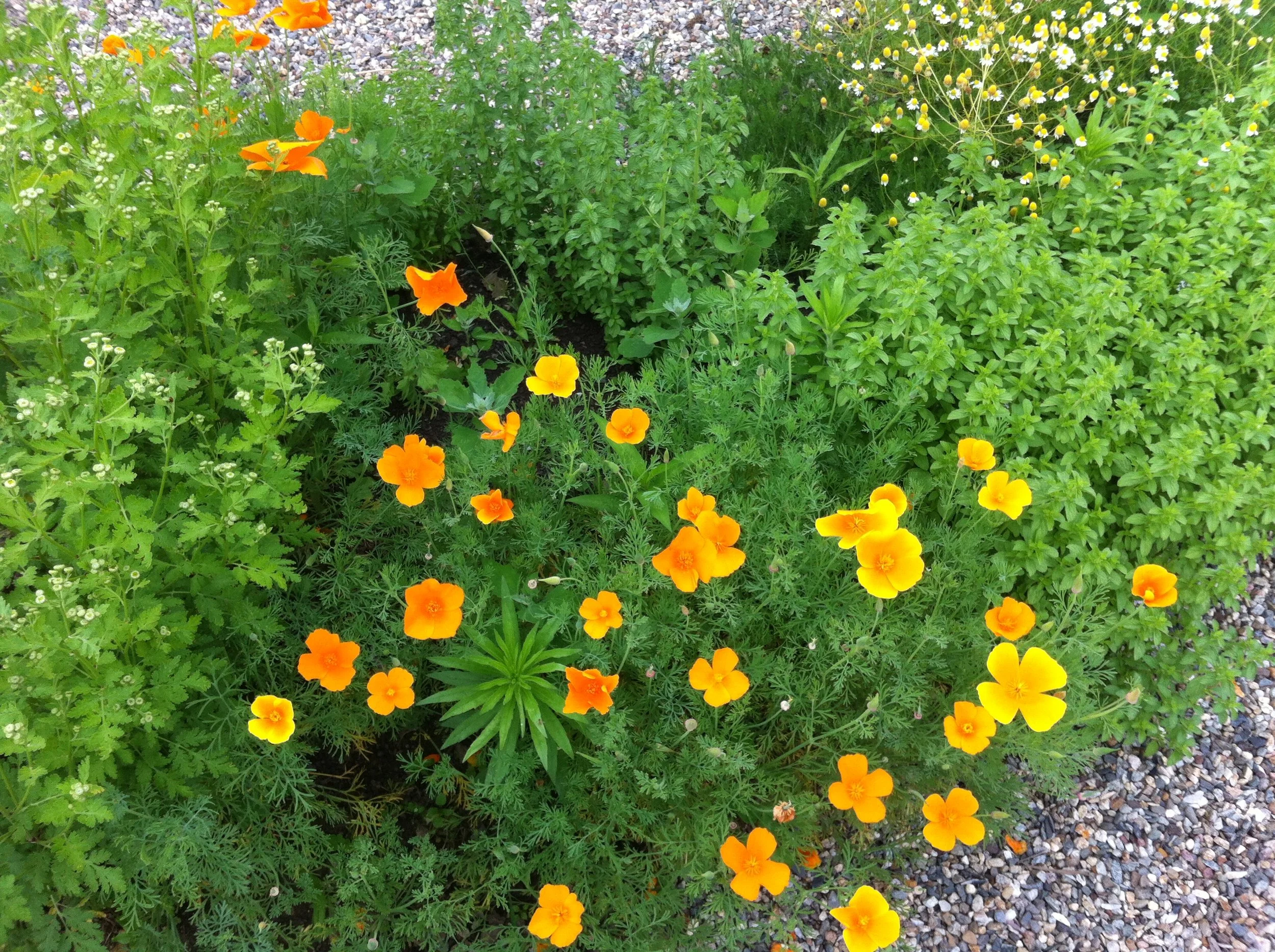 Poppies in garden.jpeg