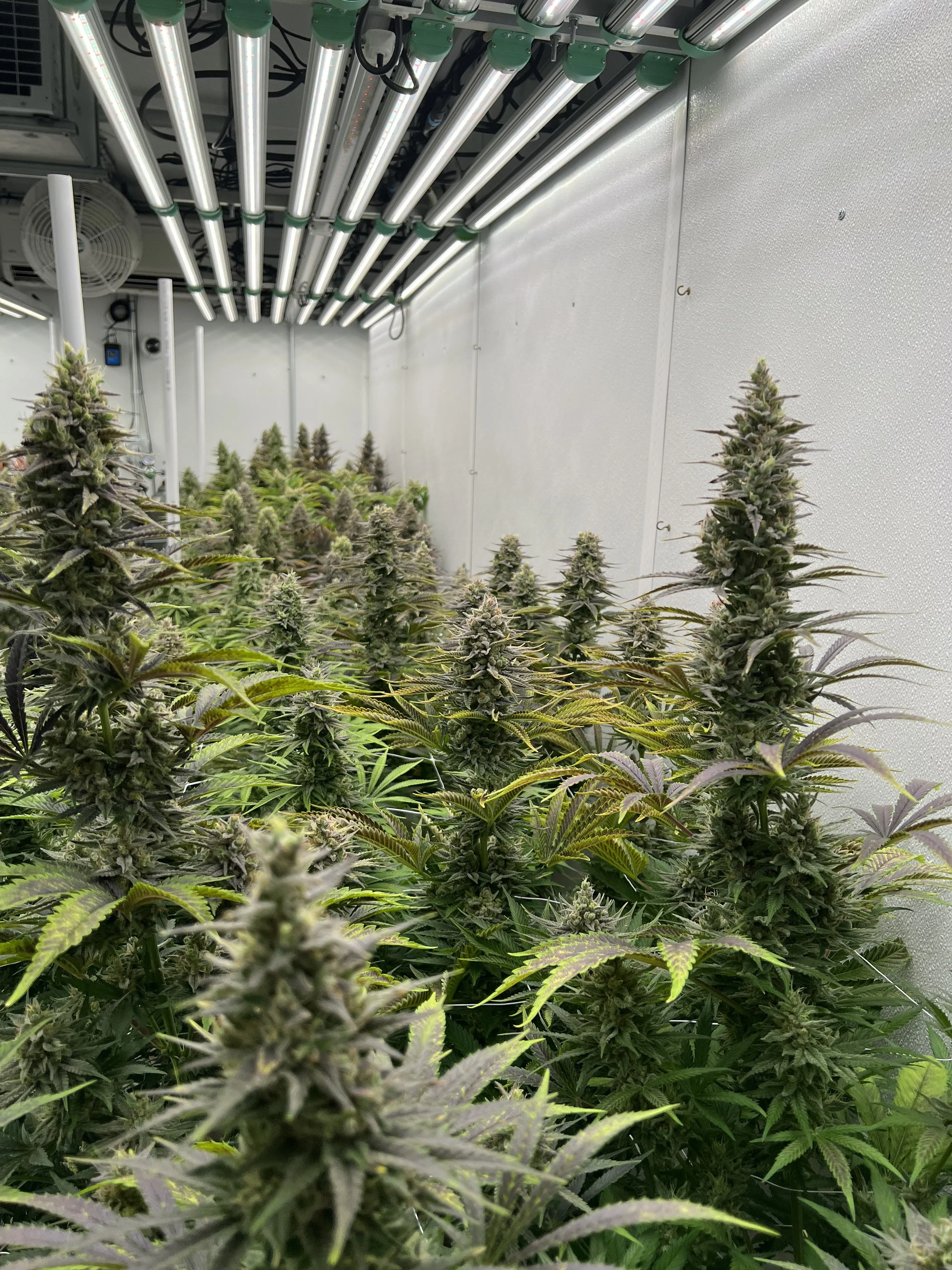 Great buds in the container .jpg