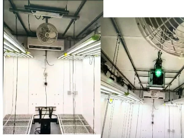 Interior flower illuminated.jpg