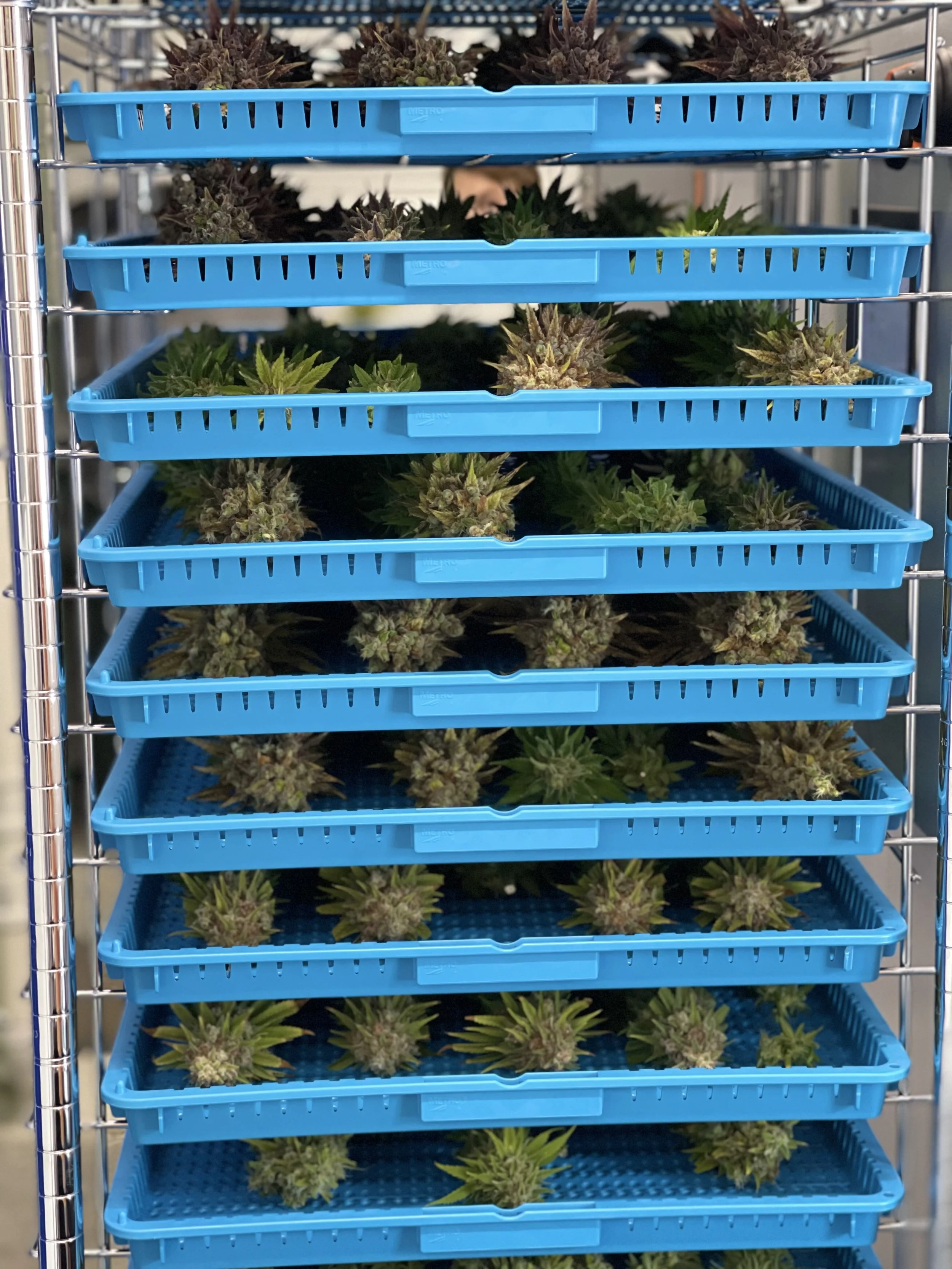 Buds in trays 2.jpg