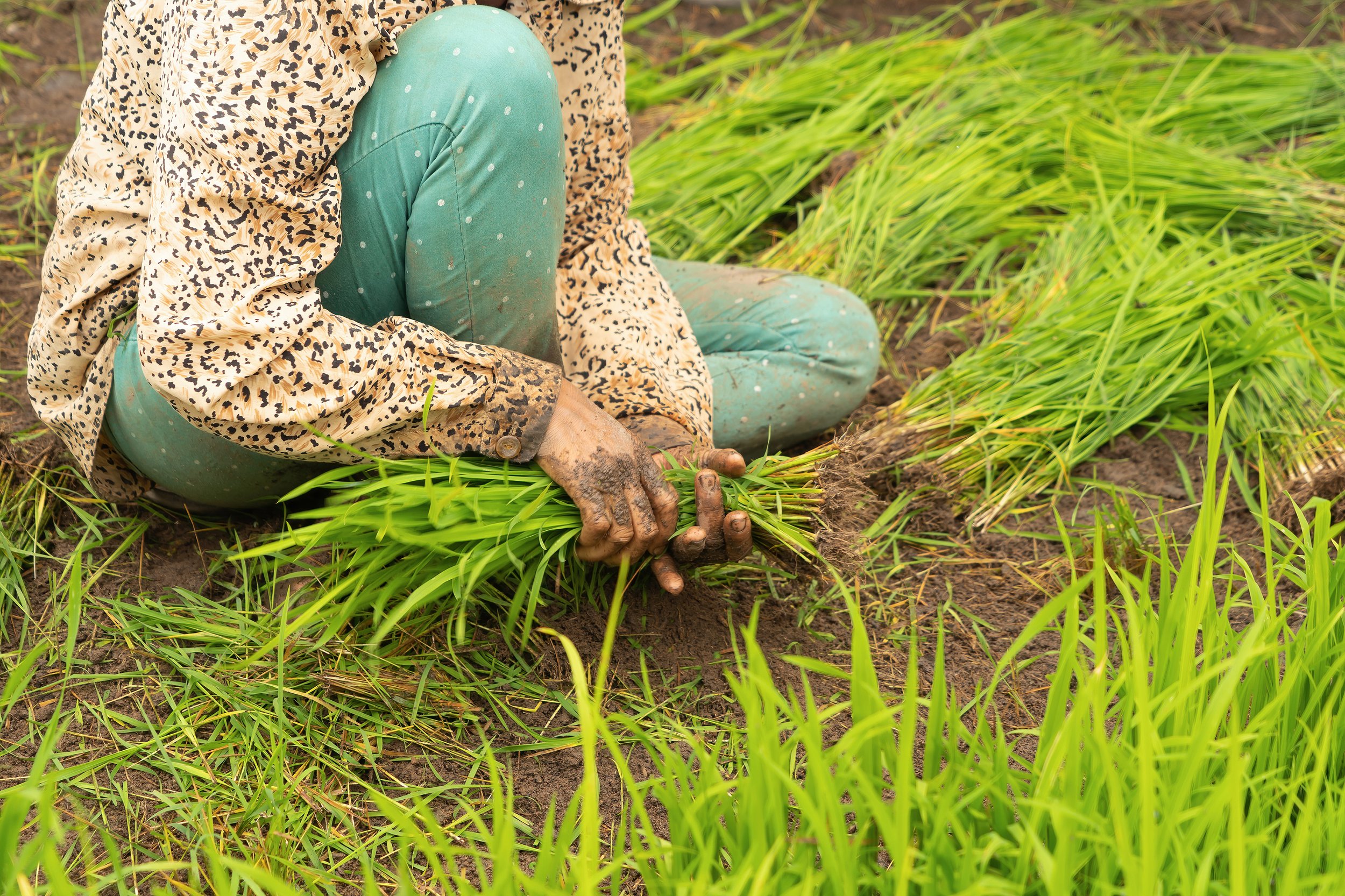 fresh-paddy-rice-green-agricultural-field-in-coun-2022-12-16-04-43-41-utc.jpg