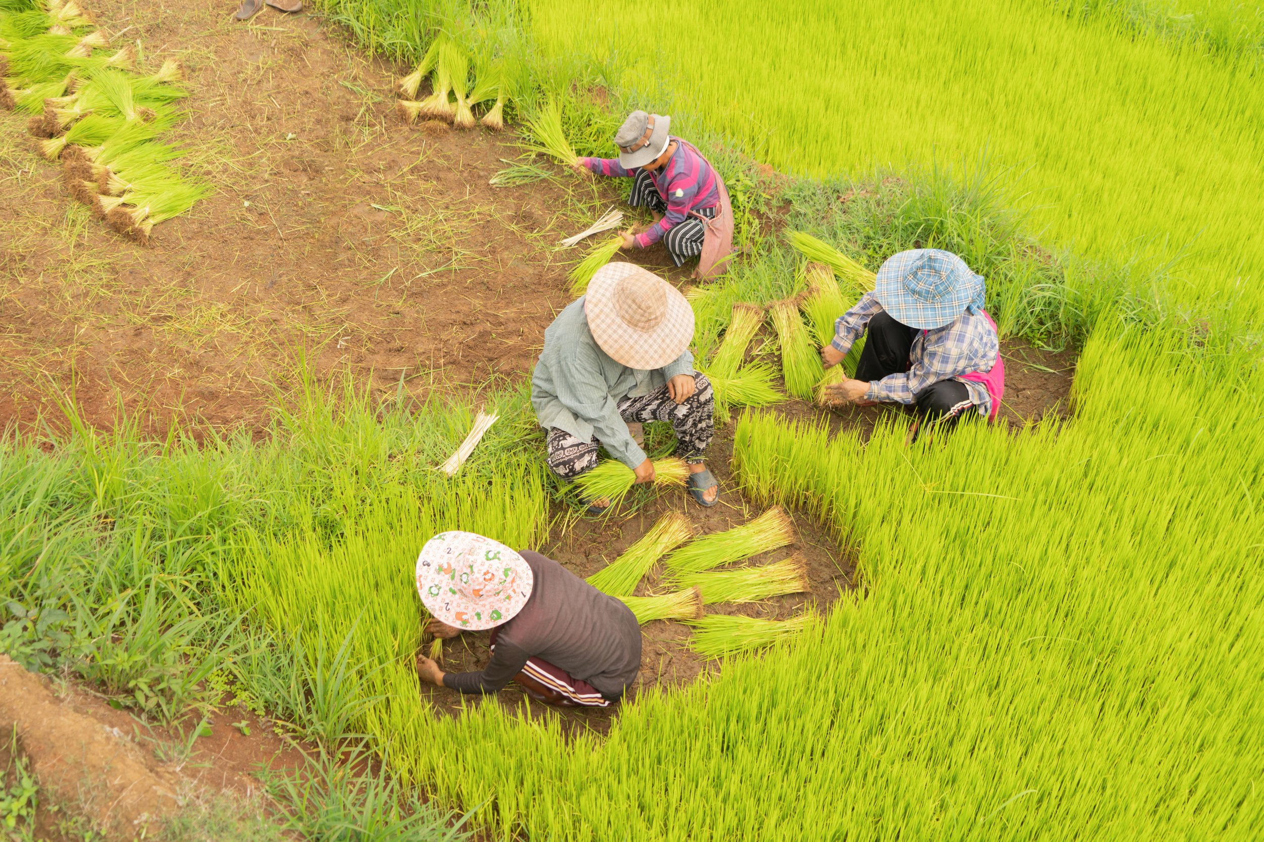 fresh-paddy-rice-green-agricultural-field-in-coun-2022-12-16-04-31-11-utc.jpg