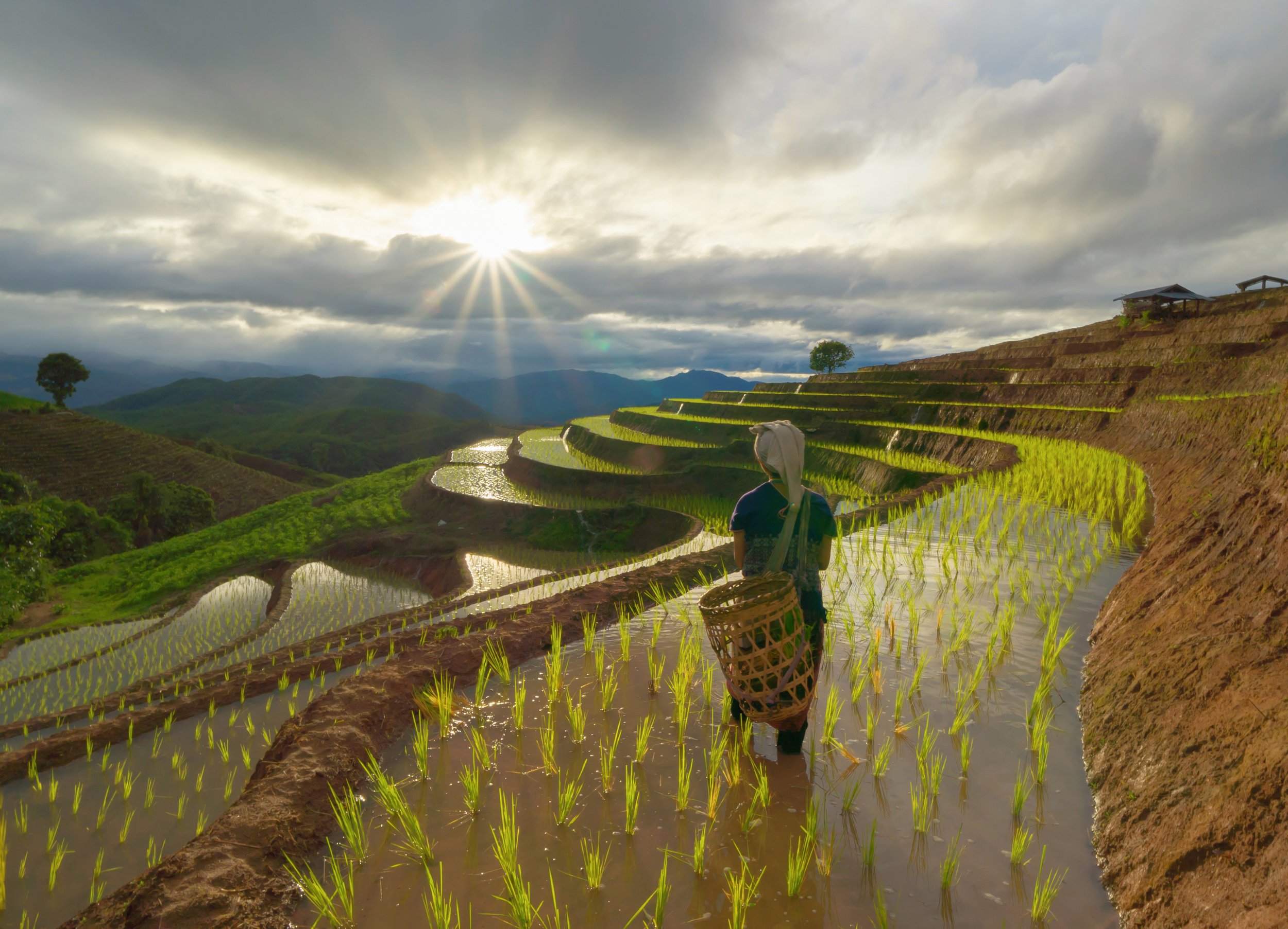 fresh-paddy-rice-green-agricultural-field-in-coun-2022-12-16-04-27-37-utc.jpg