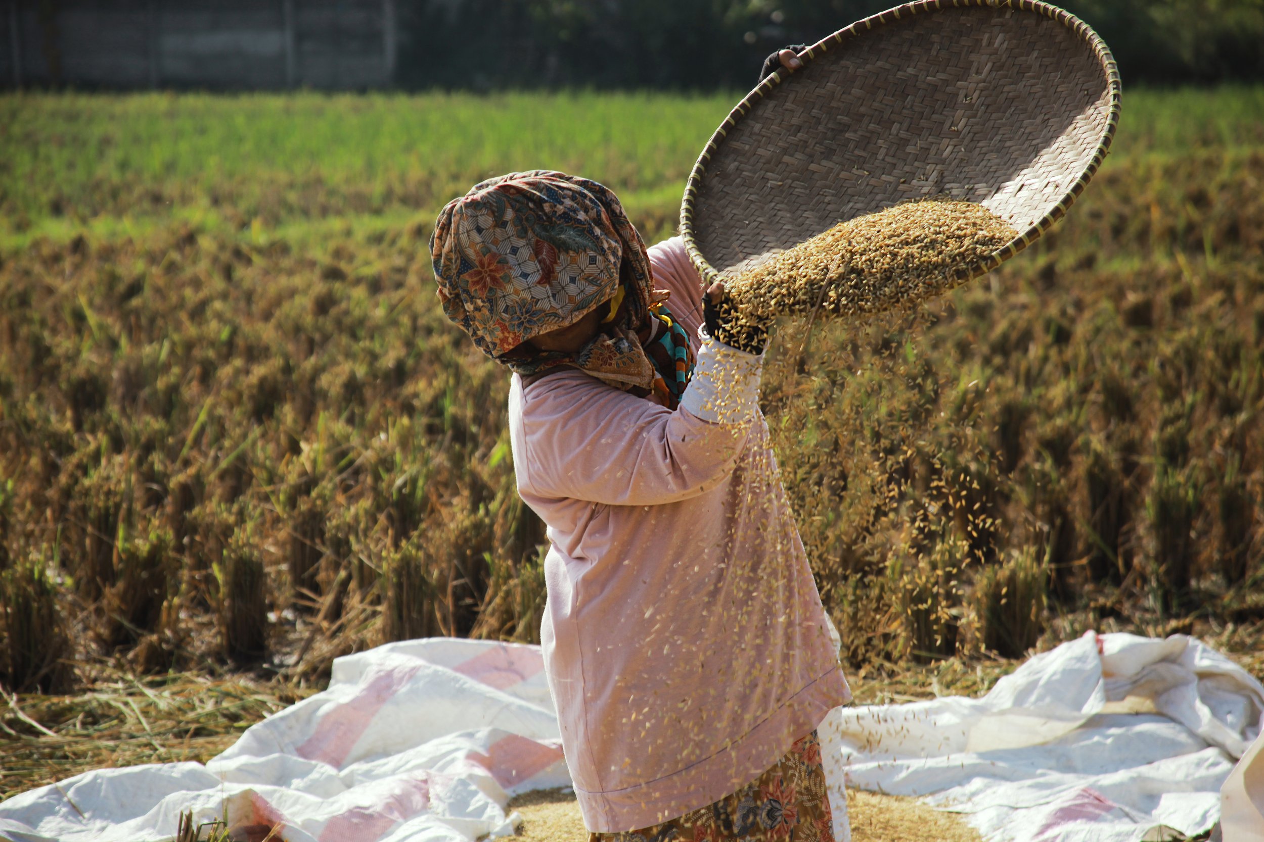 traditional-farmer-harvesting-rice-2021-08-29-13-40-40-utc.jpg