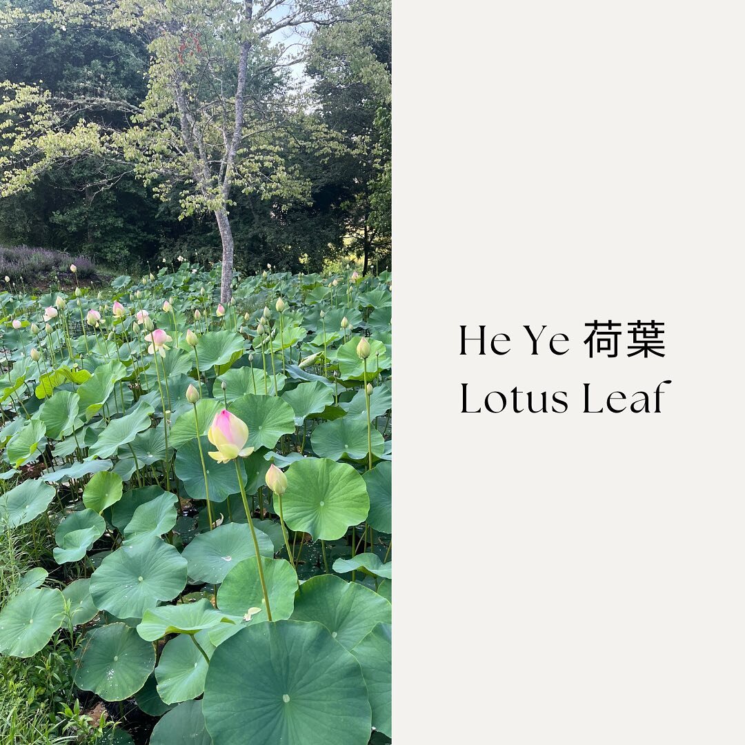 Lotus is food &amp; medicine 🍲

Wrapping and steaming food are common uses of lotus leaf (He Ye - 荷葉). He Ye uniquely repels water, making it especially effective for preserving and preparing foods such as meat or rice.

As an herbal medicine, He Ye