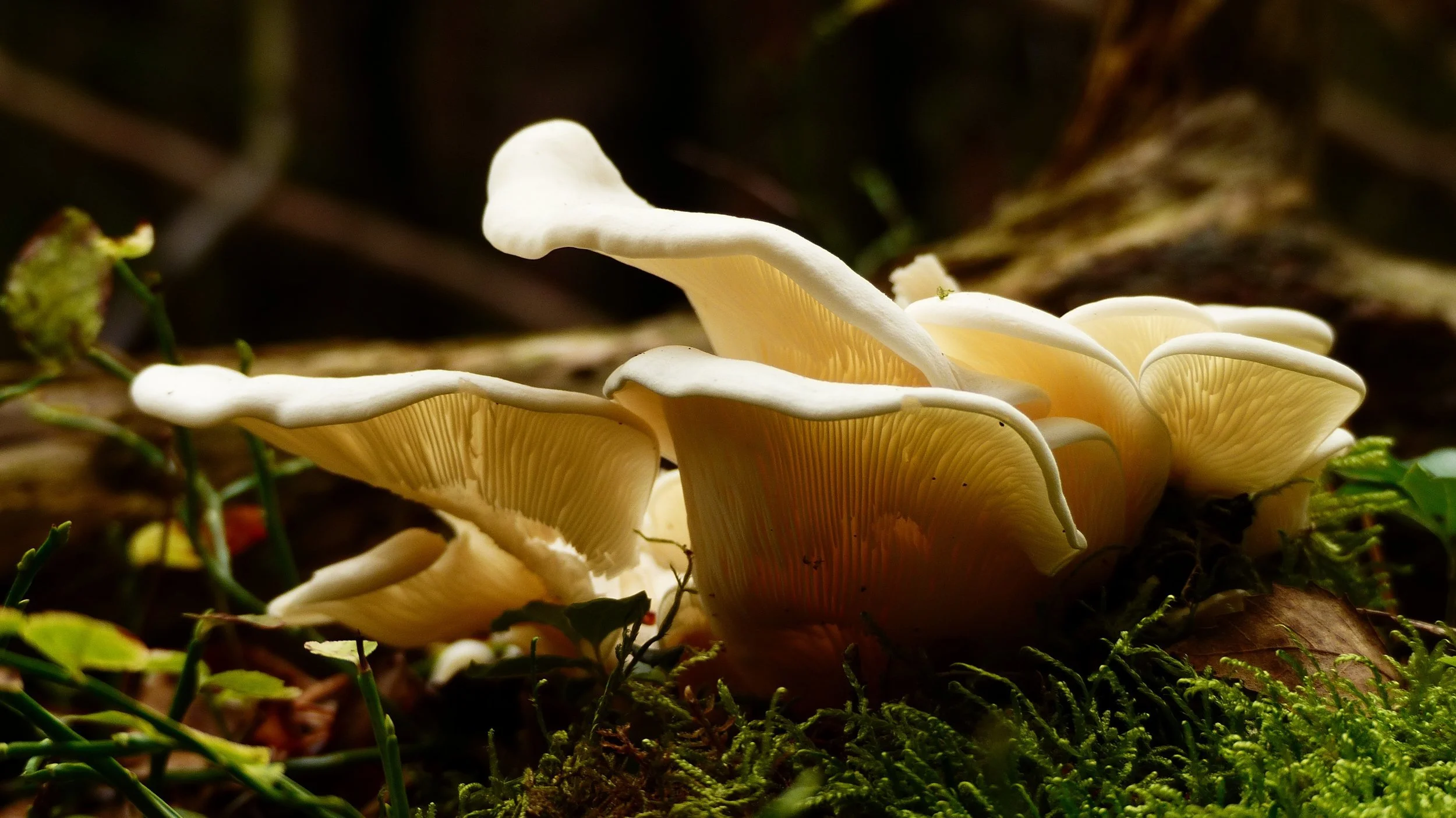 The Skinny on Mushrooms