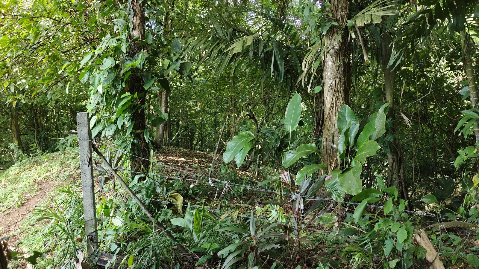 Hillside_Mountain_View_Lot_Playa_Chiquita 3.webp