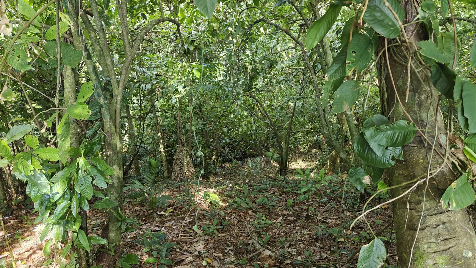 Hillside_Mountain_View_Lot_Playa_Chiquita 4.webp