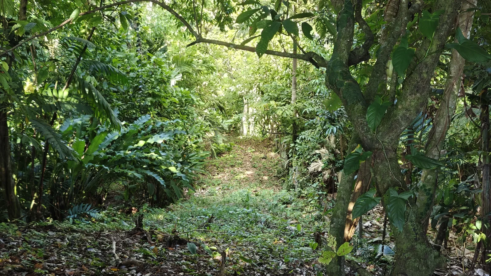 Hillside_Mountain_View_Lot_Playa_Chiquita 7.webp