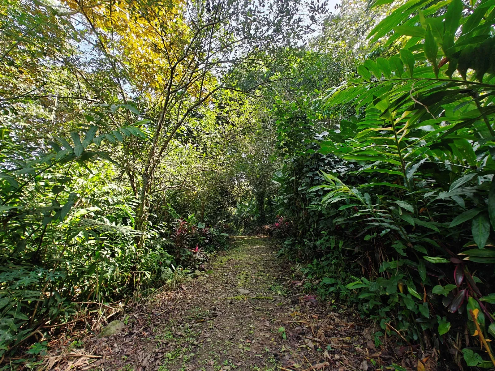 6-hectares-cahuita-ocean-views (10).webp