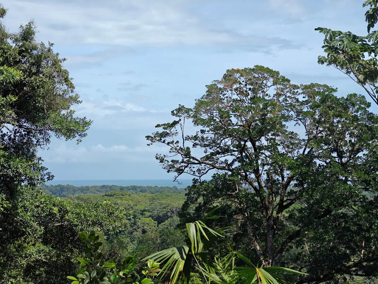 6-hectares-cahuita-ocean-views (16).webp