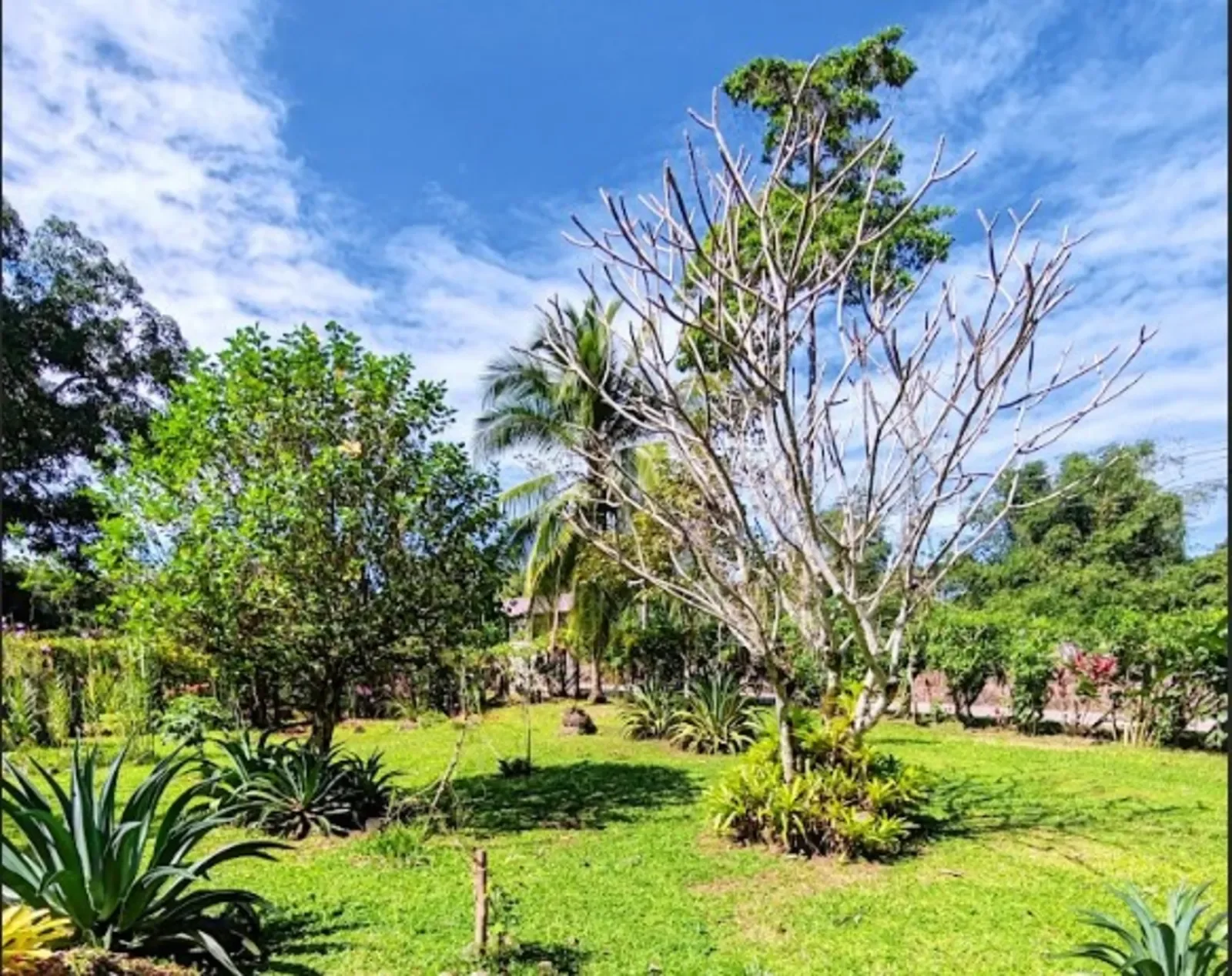 cahuita-flat-lot-beach (1).webp