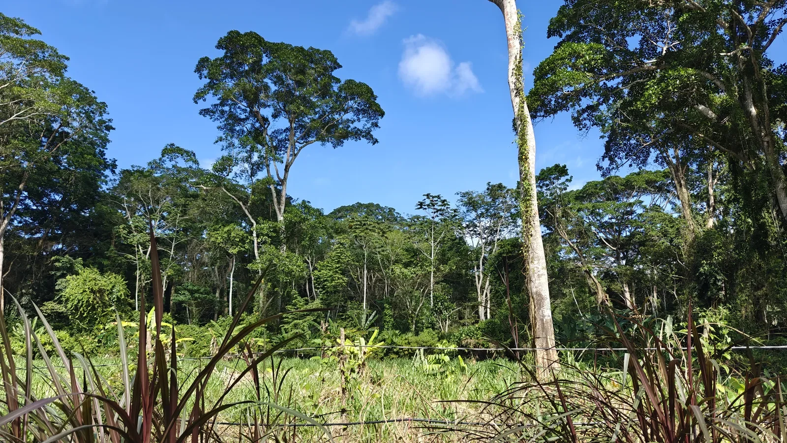 $79,000 - 3960m² Flat Development Lot Near Cahuita Costa Rica