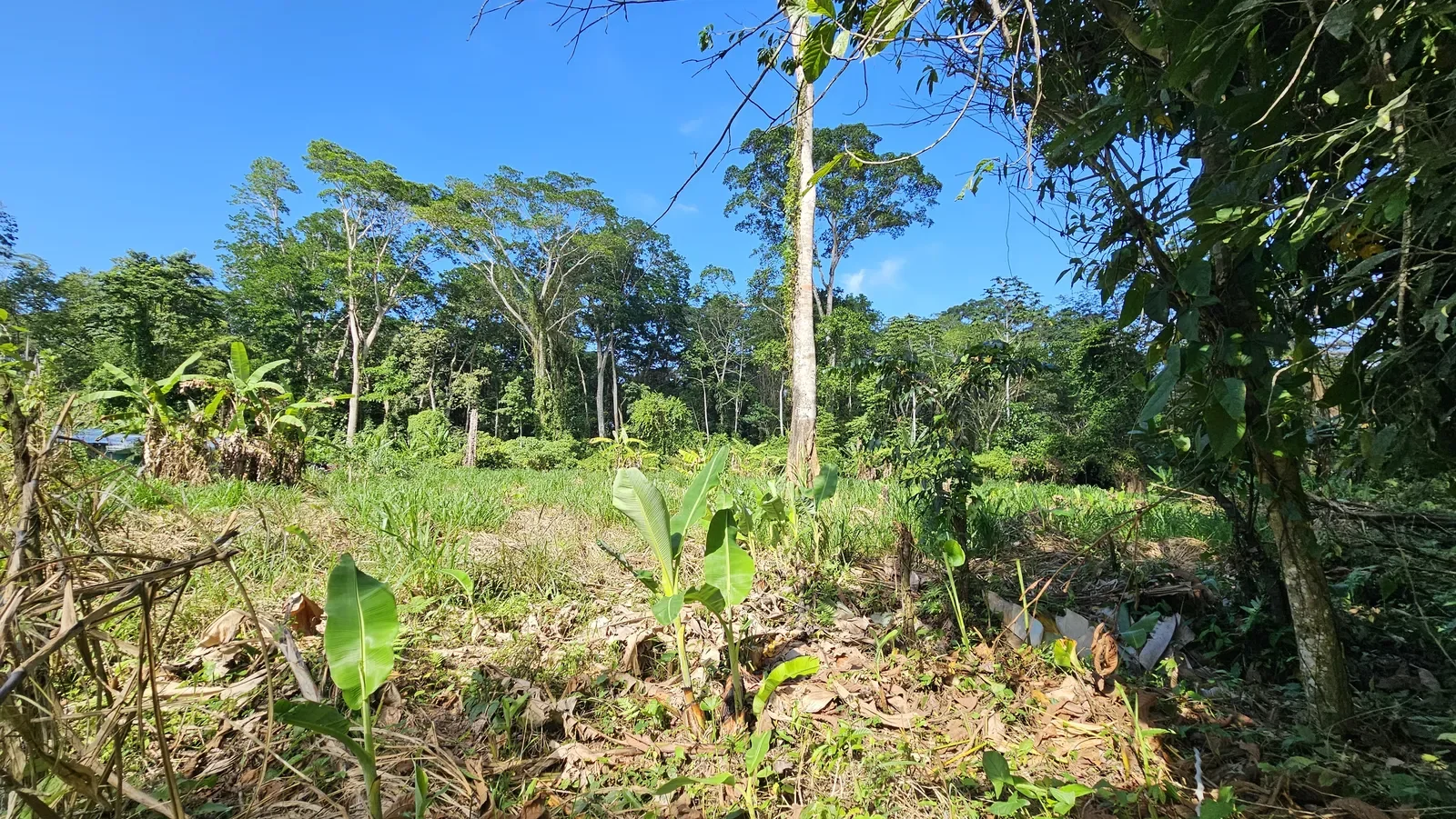 Flat_Development_Lot_Near_Cahuita (1).webp