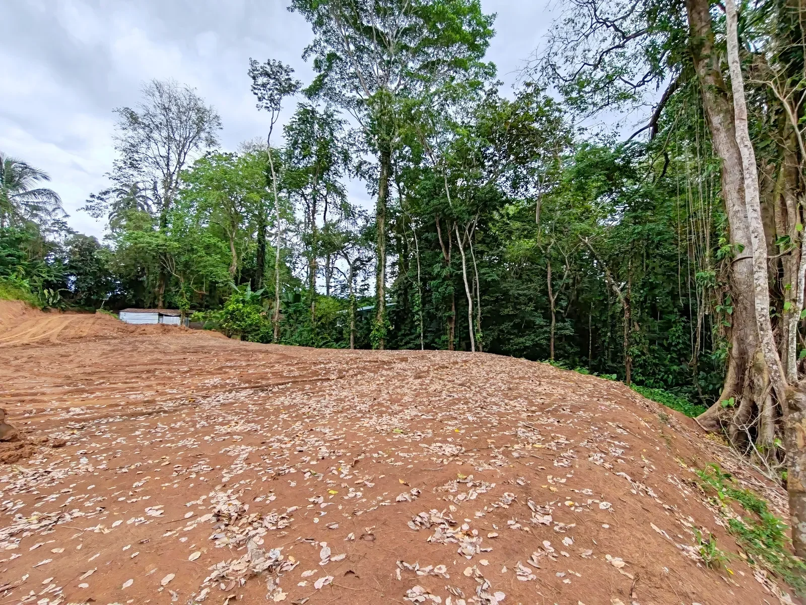 cahuita-titled-jungle-land-near-beach (1).webp