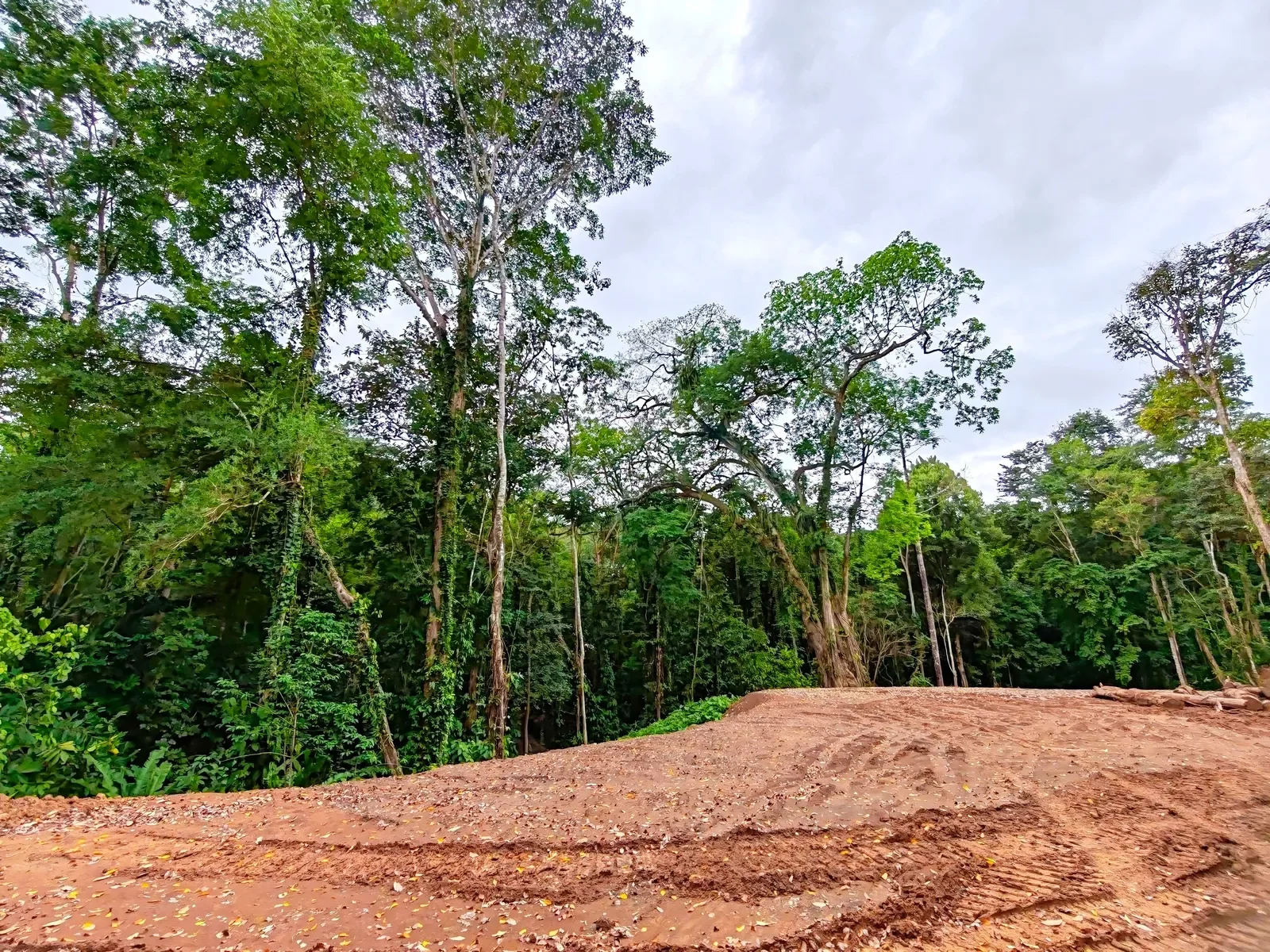 cahuita-titled-jungle-land-near-beach (4).webp