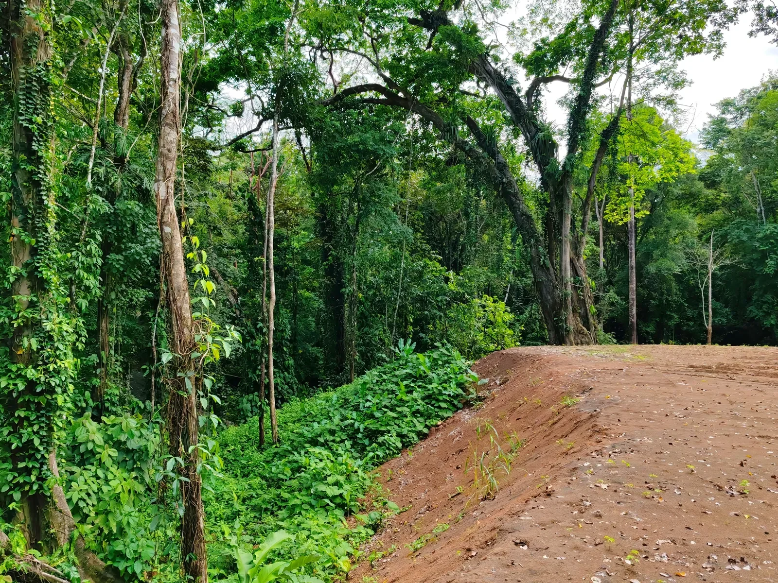 $185,000 – 6,974m² Cahuita Titled Jungle Land Near the Beach