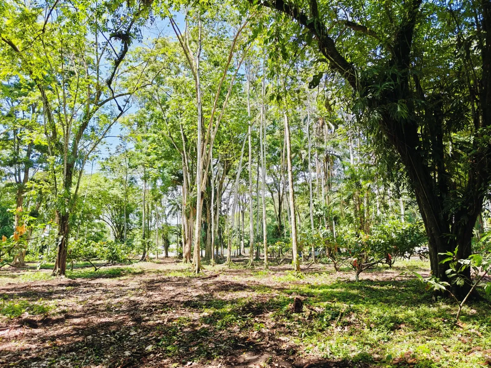 playa-grande-cahuita-lots (2).webp