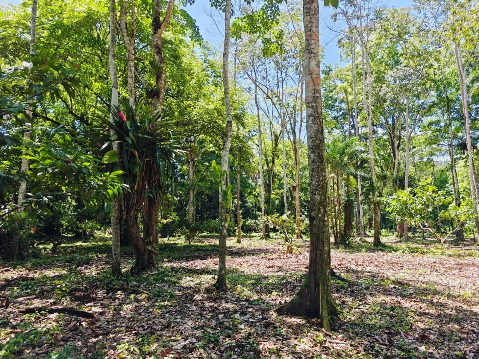 playa-grande-cahuita-lots (3).webp