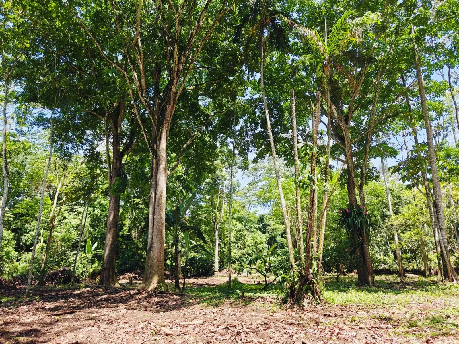 playa-grande-cahuita-lots (4).webp