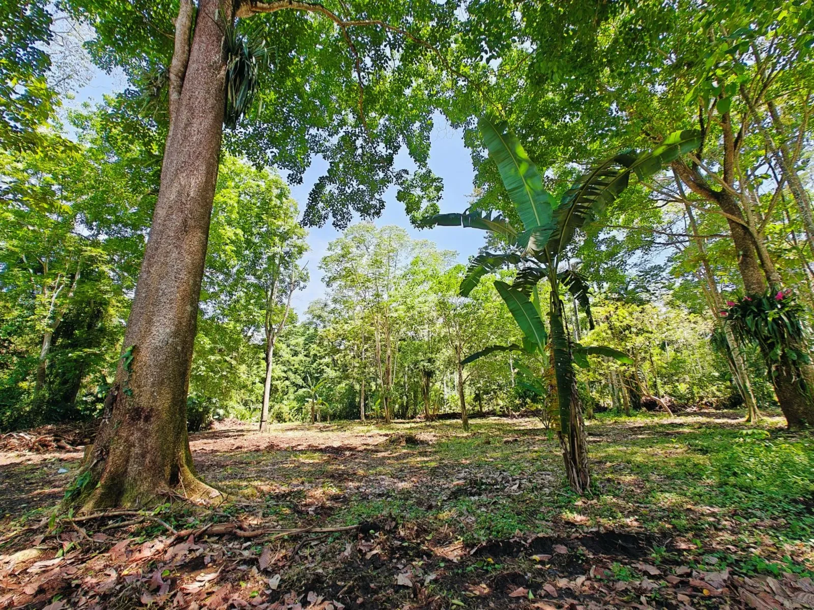 playa-grande-cahuita-lots (5).webp