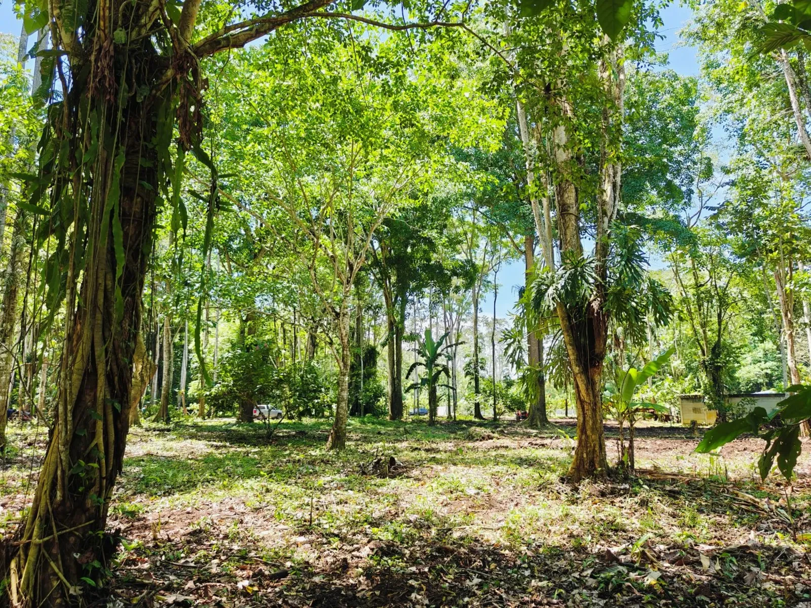 playa-grande-cahuita-lots (6).webp