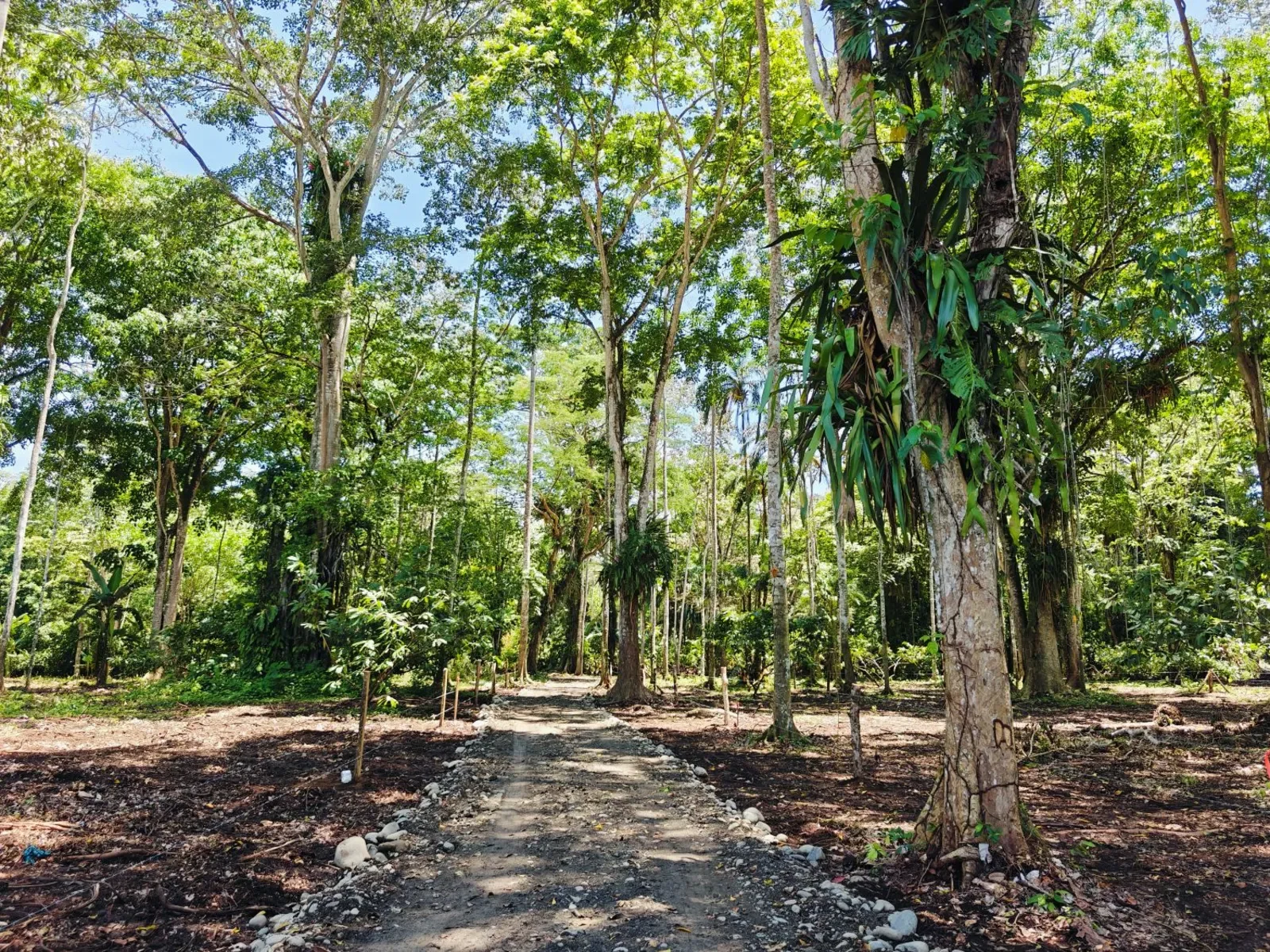 Titled Lots Near Playa Grande Beach, Cahuita – Starting at $50 per m²