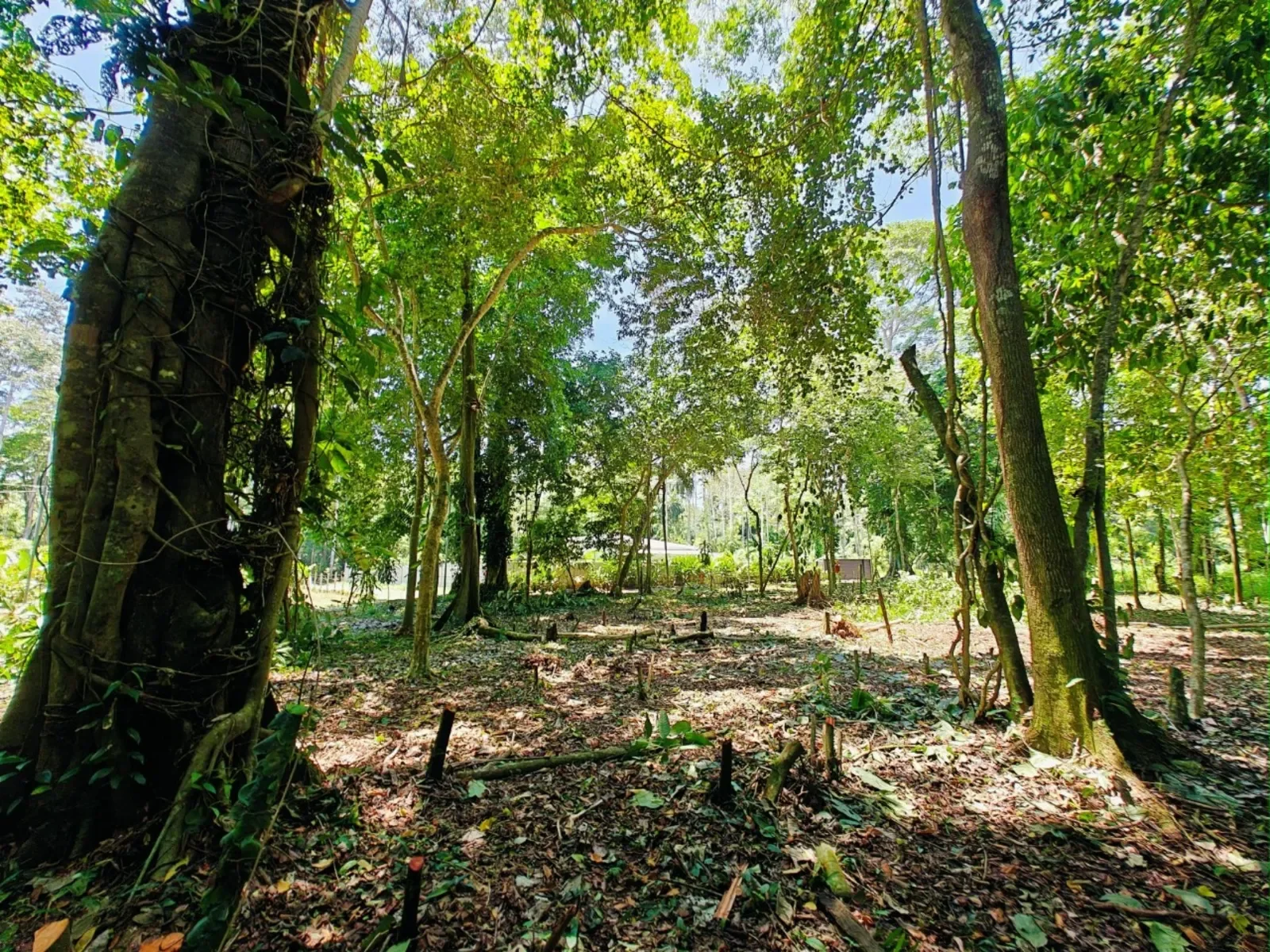 creekside-lot-playa-grande-cahuita (3).webp