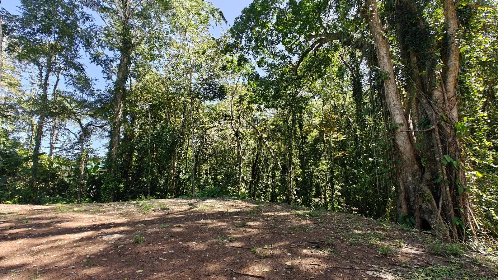 cahuita-titled-jungle-land-near-beach (10).webp