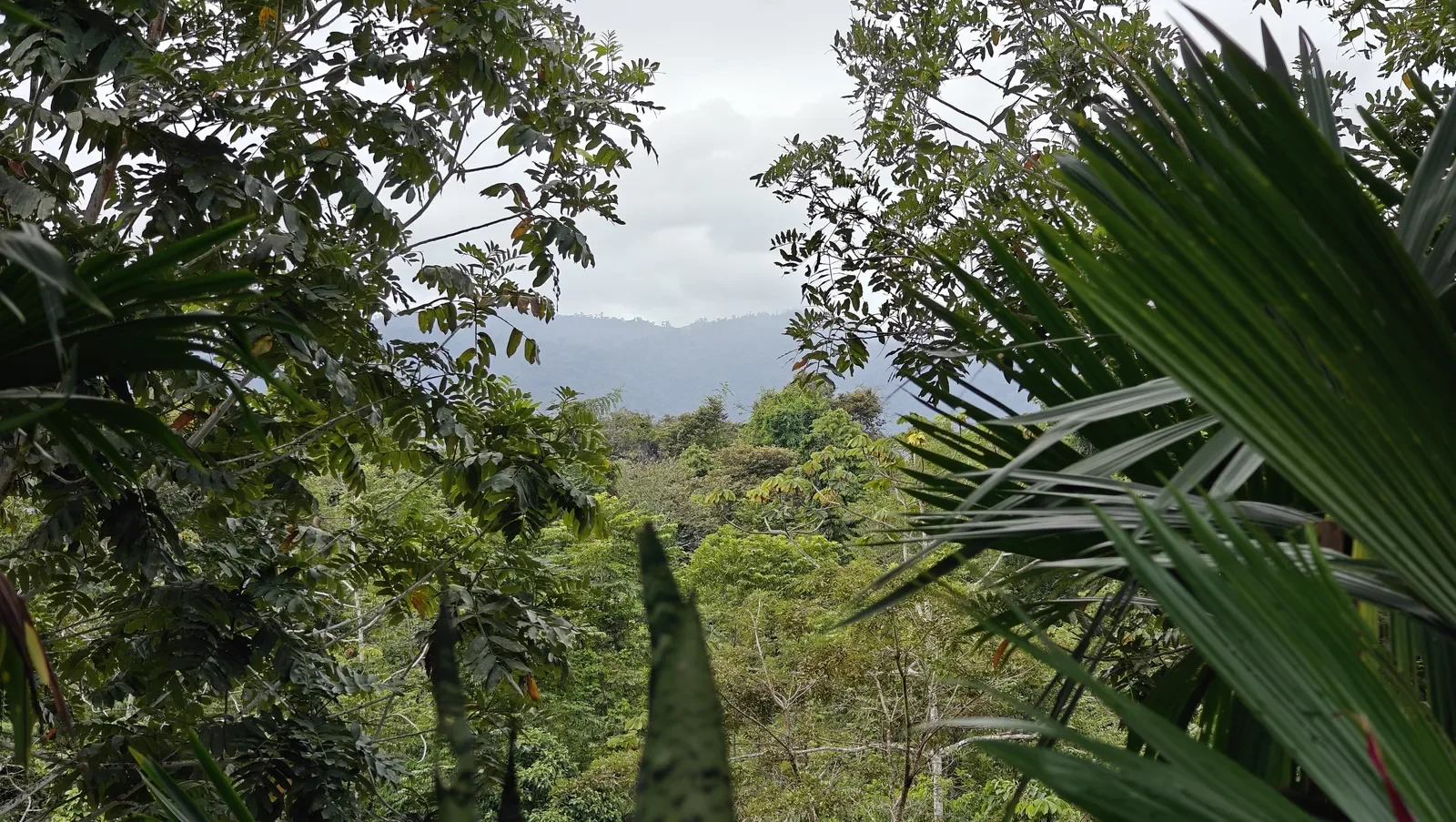 Duplex with Loft One Hectare of Land (14).webp