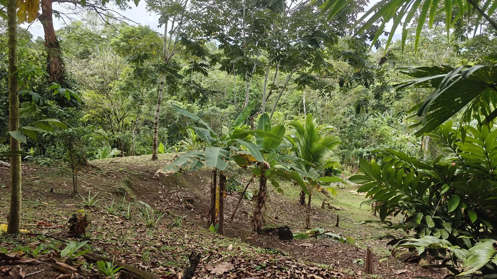 Duplex with Loft One Hectare of Land (16).webp