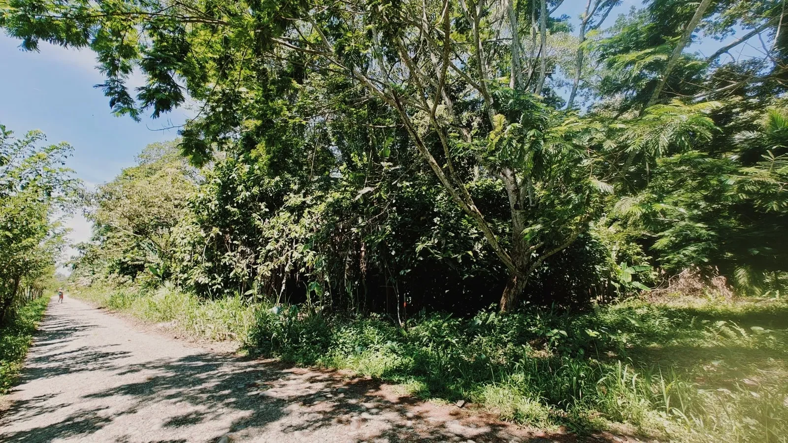 Flat Jungle Lot in Tuba Creek (1).webp