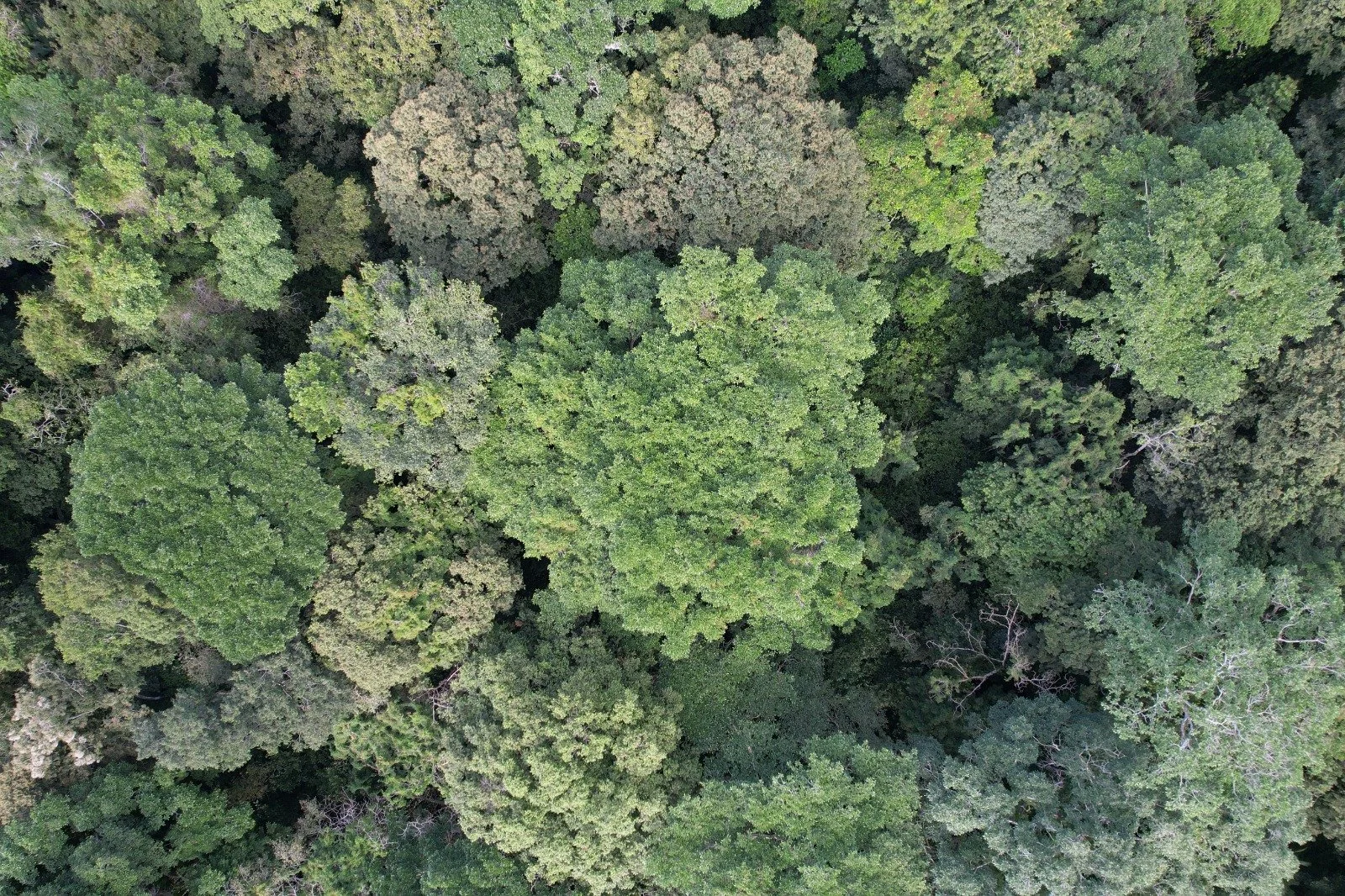 Flat Jungle Lot in Tuba Creek (1).jpeg