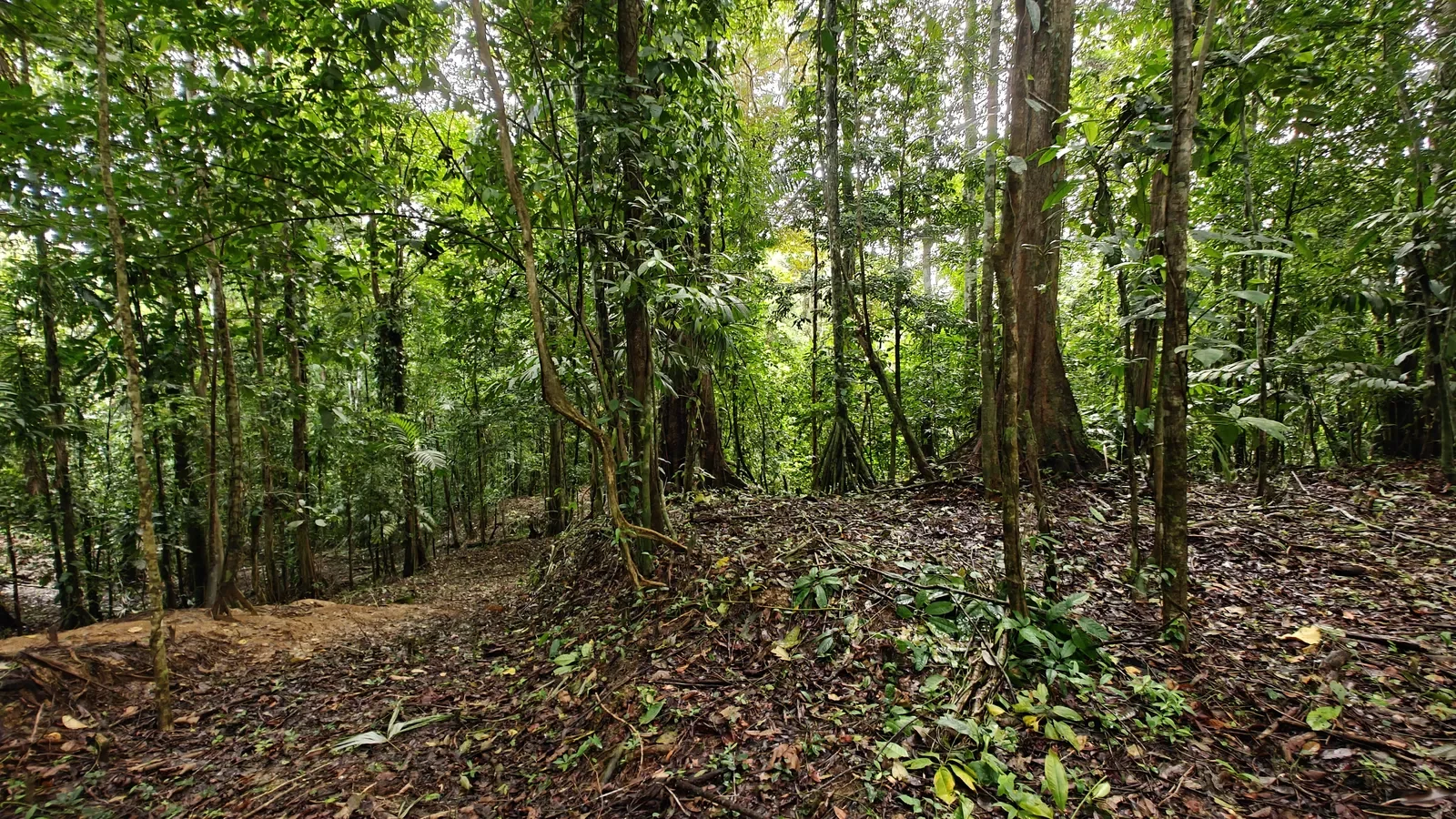 Jungle Lot in Paraiso Hills (1).webp